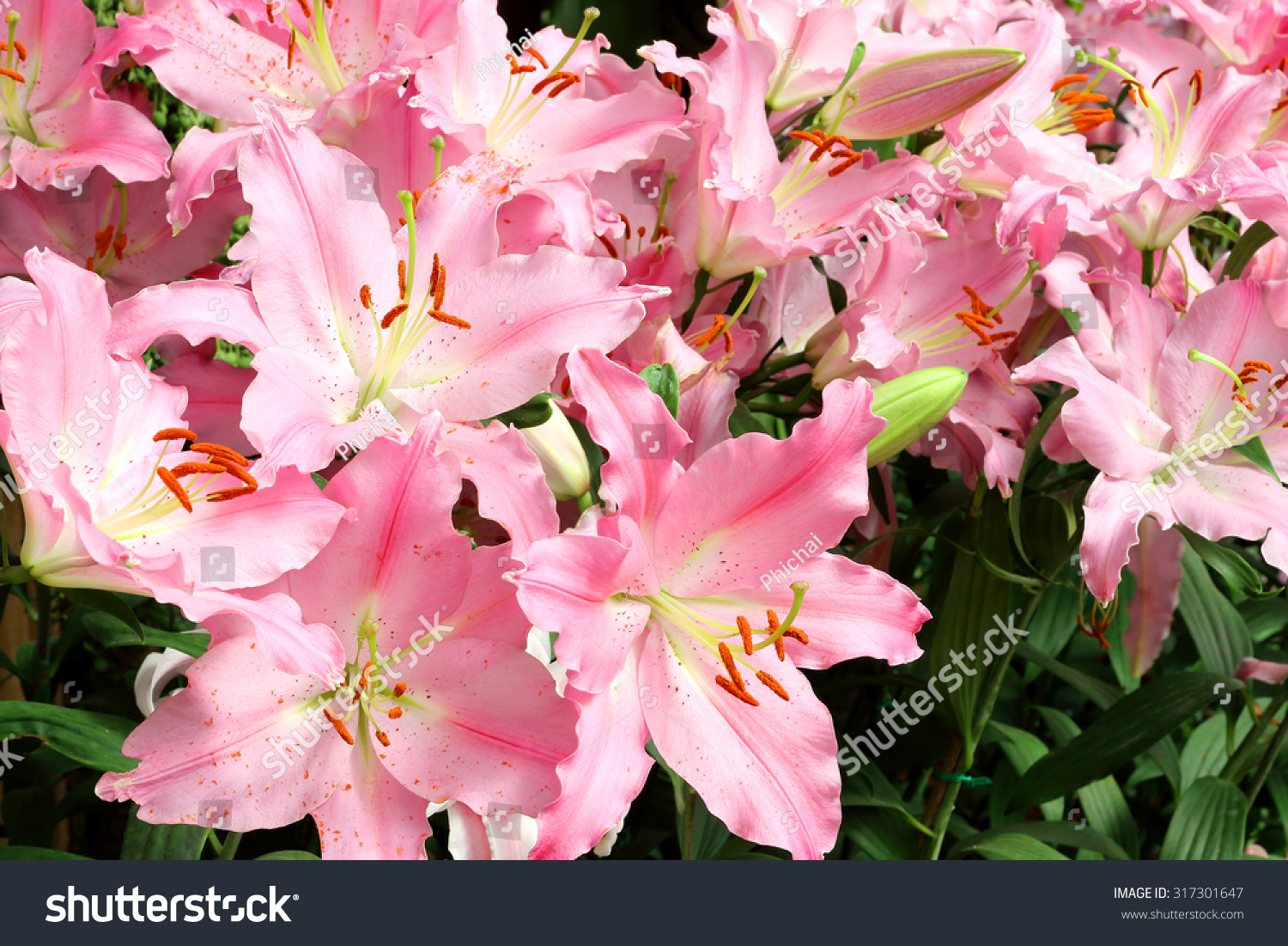 pink lily flower garden #317301647