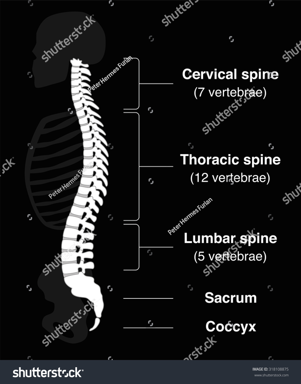 Human Backbone With Names Of The Spine Sections Royalty Free Stock Vector 318108875 Avopix Com