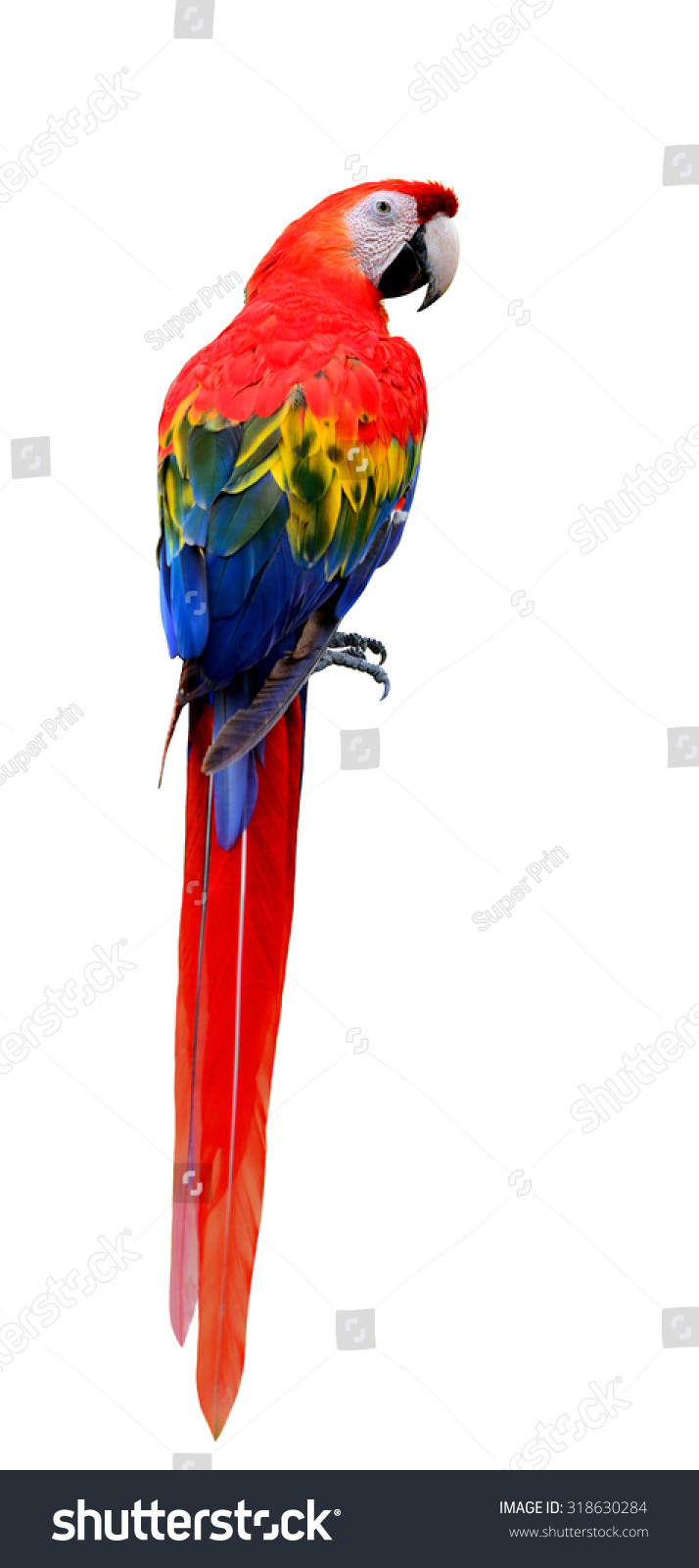 Parrot Ara - exotic in your home Parrot Ara - exotic in your home