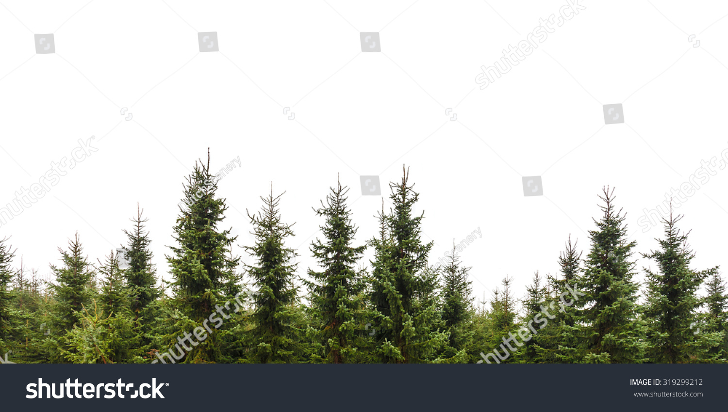 Row of Christmas pine trees isolated on a white background #319299212