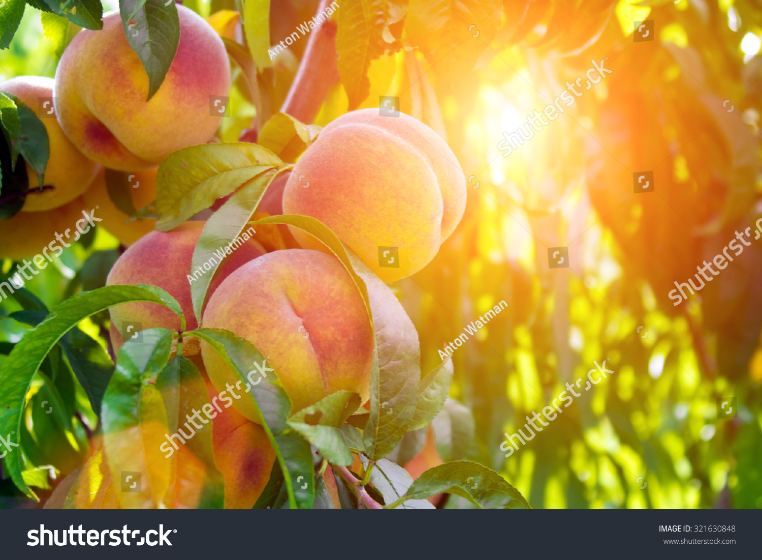 Fresh peach tree #321630848