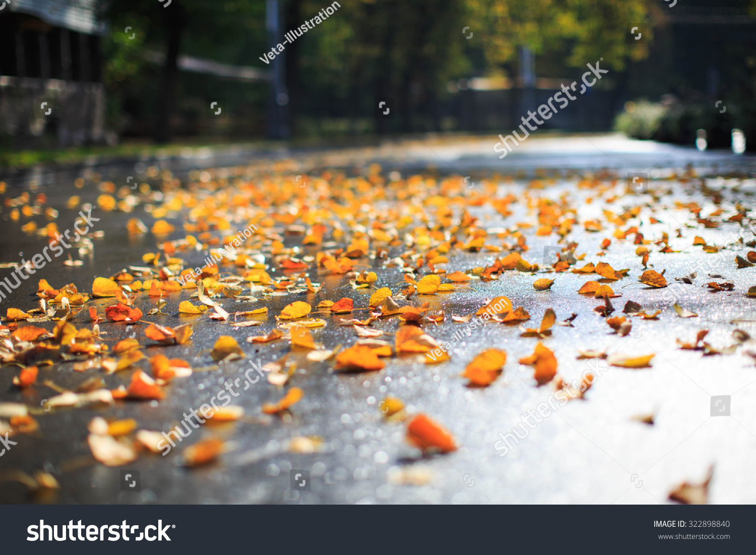 Autumn in the Park. Wet yellow leaves on the road. Autumn background. #322898840