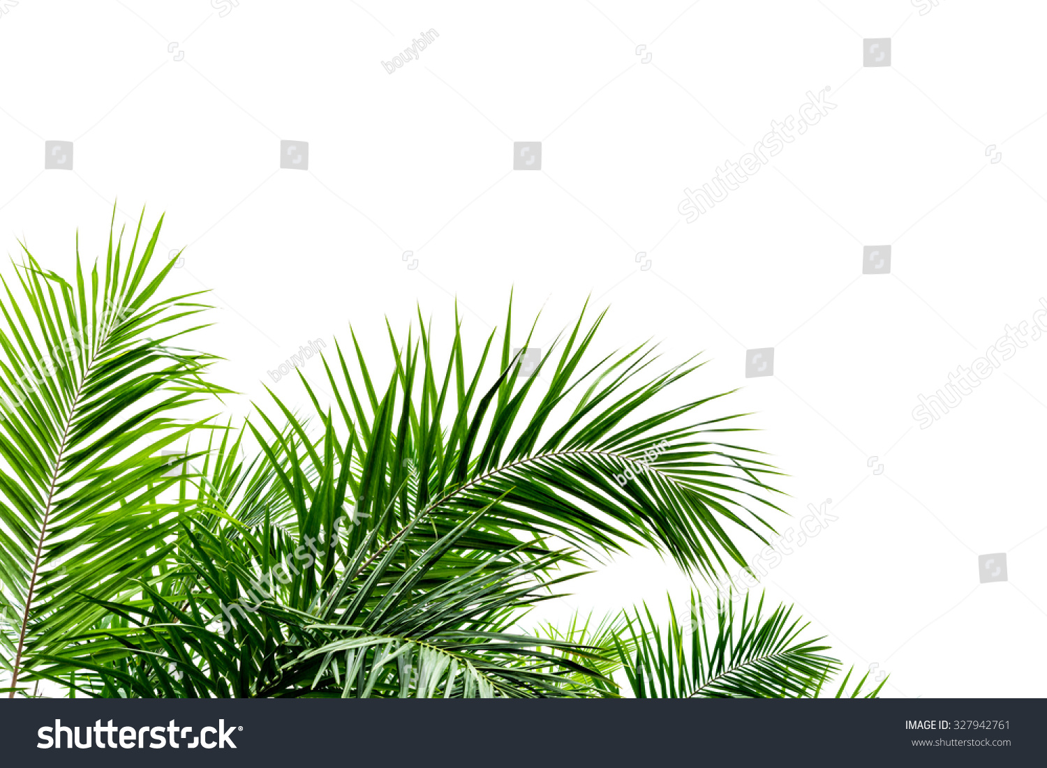 Palm leaf isolated on white background #327942761