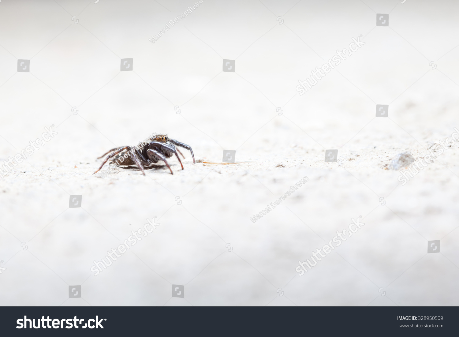 on the concrete floor there is a Jumping spider #328950509