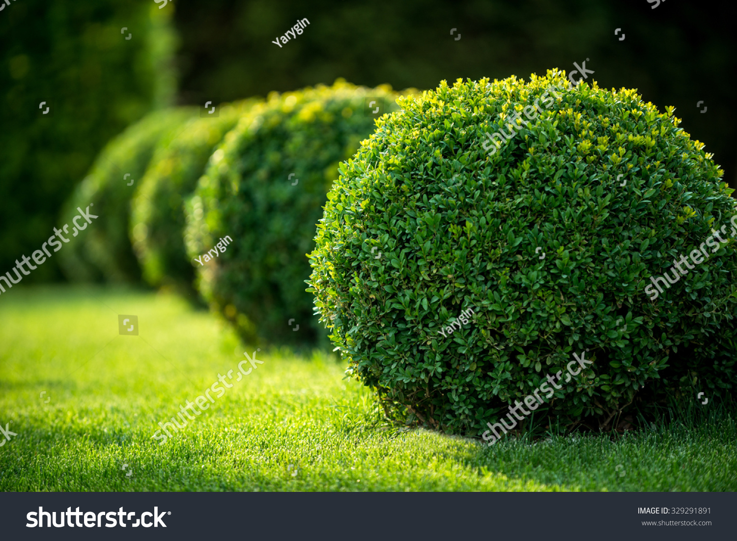park with shrubs and green lawns, landscape design #329291891