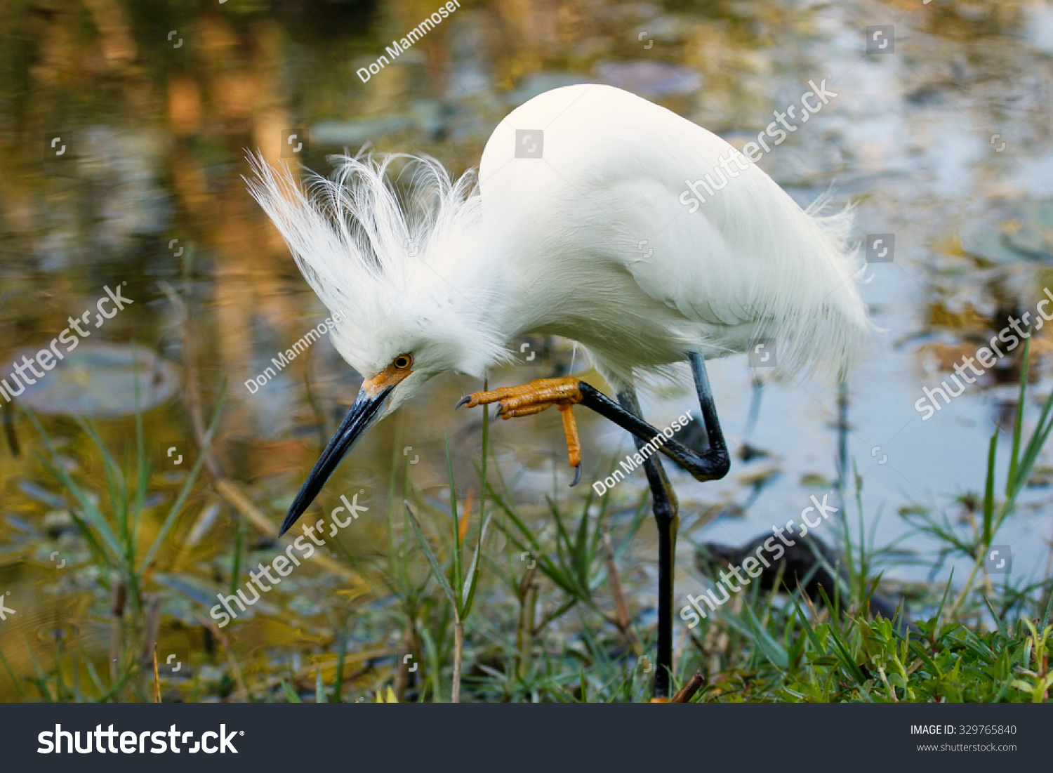 Snowy Egret (Egretta thula) with breeding plumage #329765840