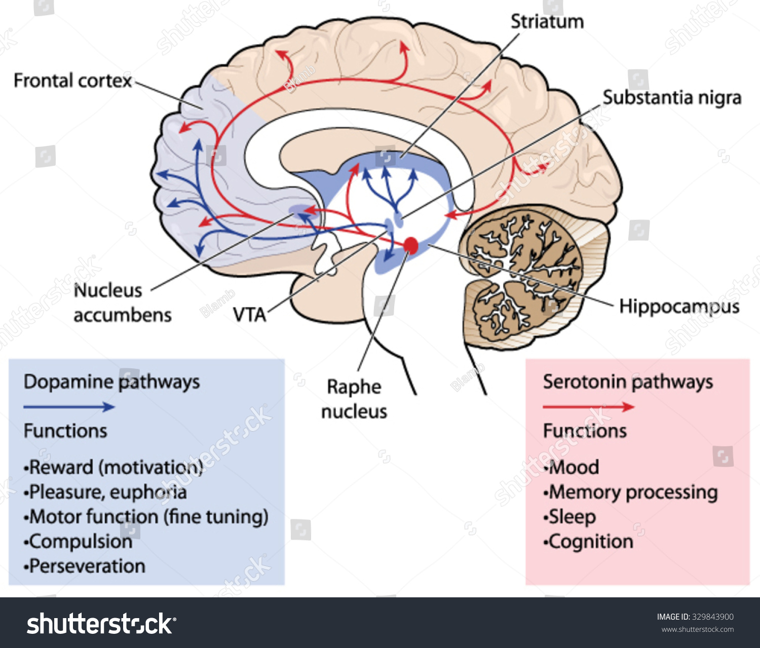 Serotonin Function In The Brain