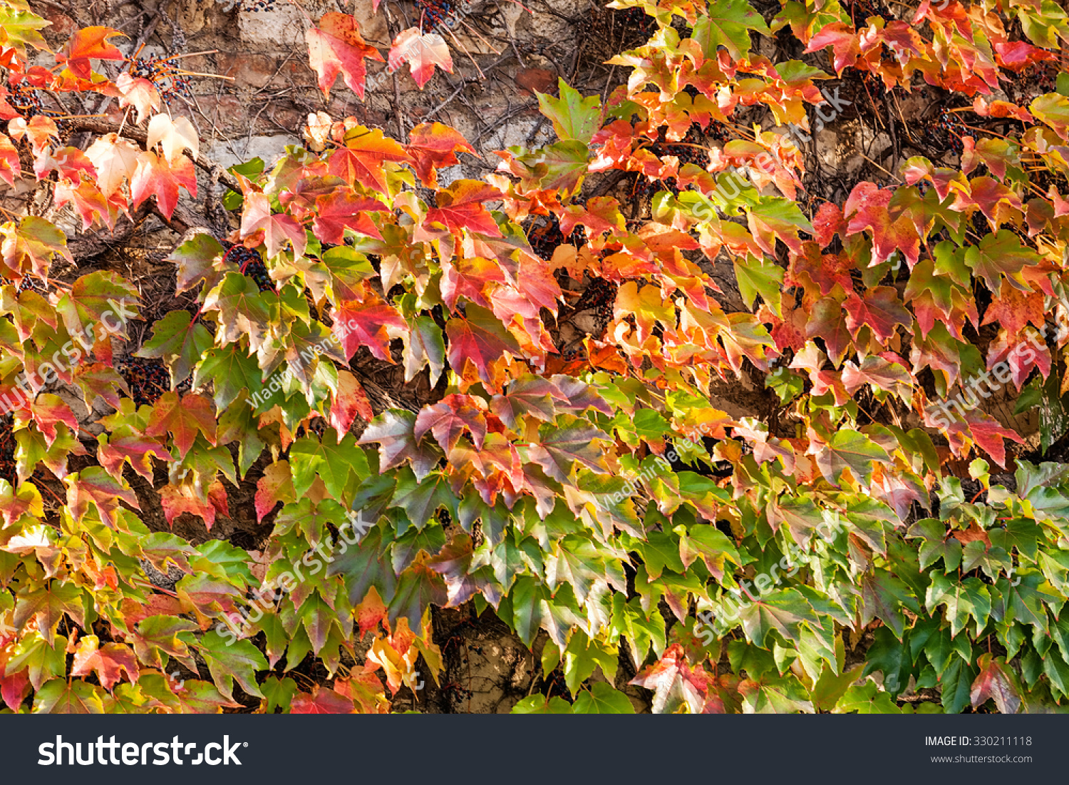 orange and green leaves on a old stone wall #330211118