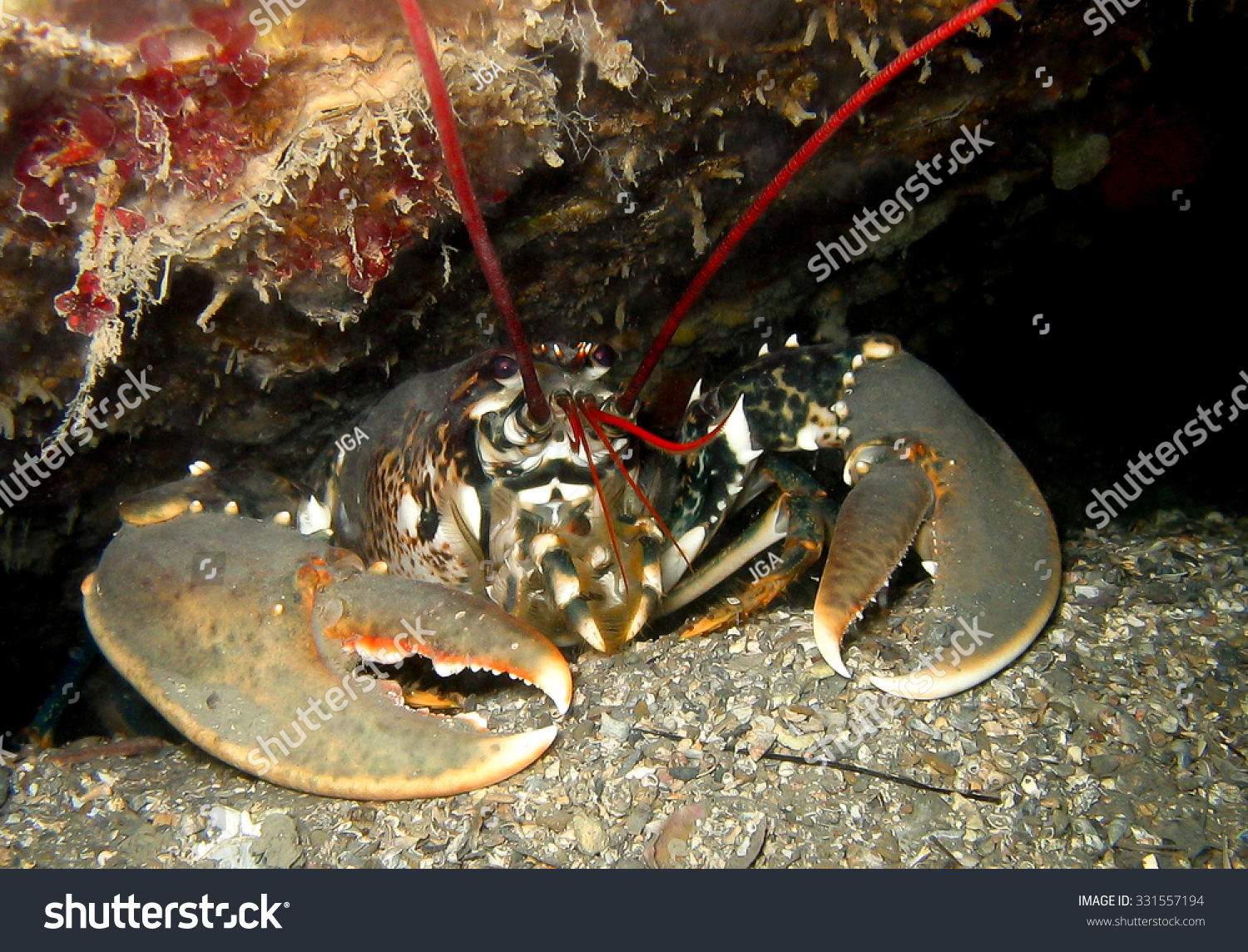 Common European Lobster underwater in a cave under a ship wreck with giant claws. #331557194