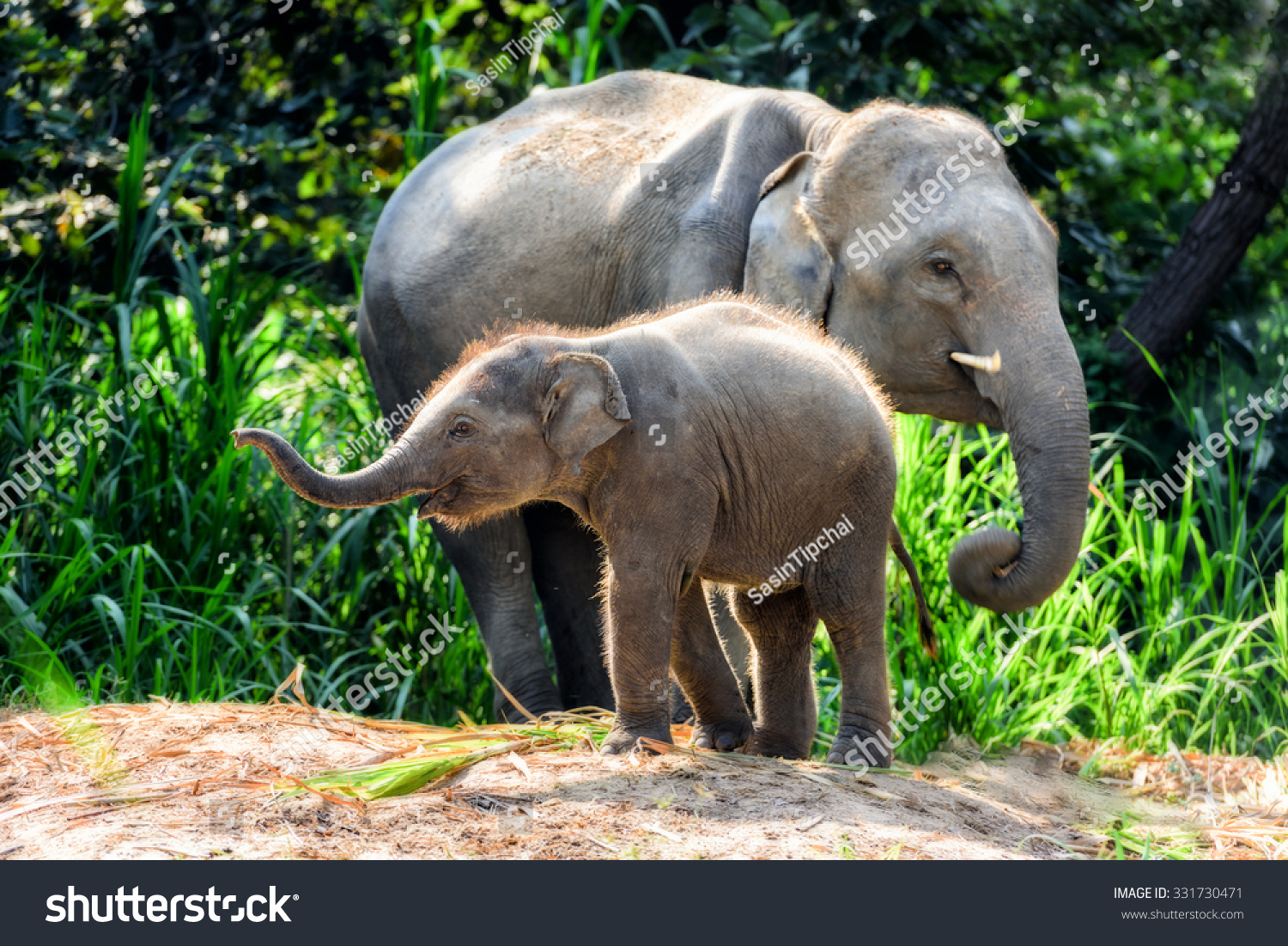 Mother elephant with baby #331730471