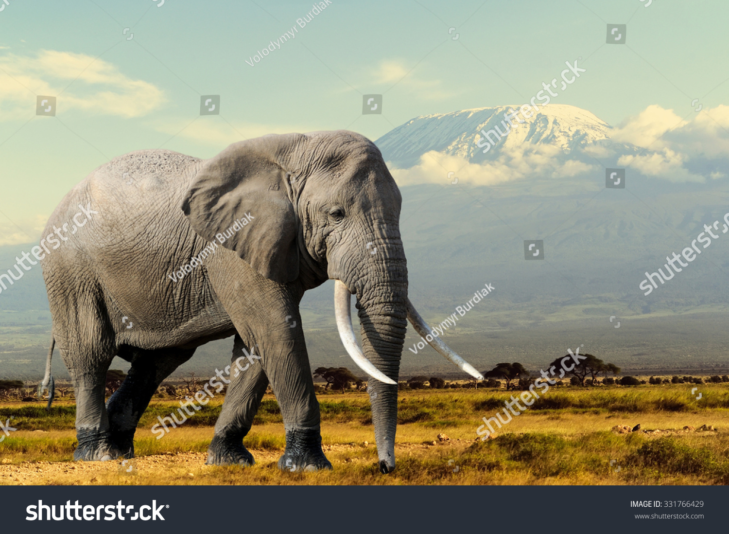 Elephant on Kilimajaro mount background in National park of Kenya, Africa #331766429