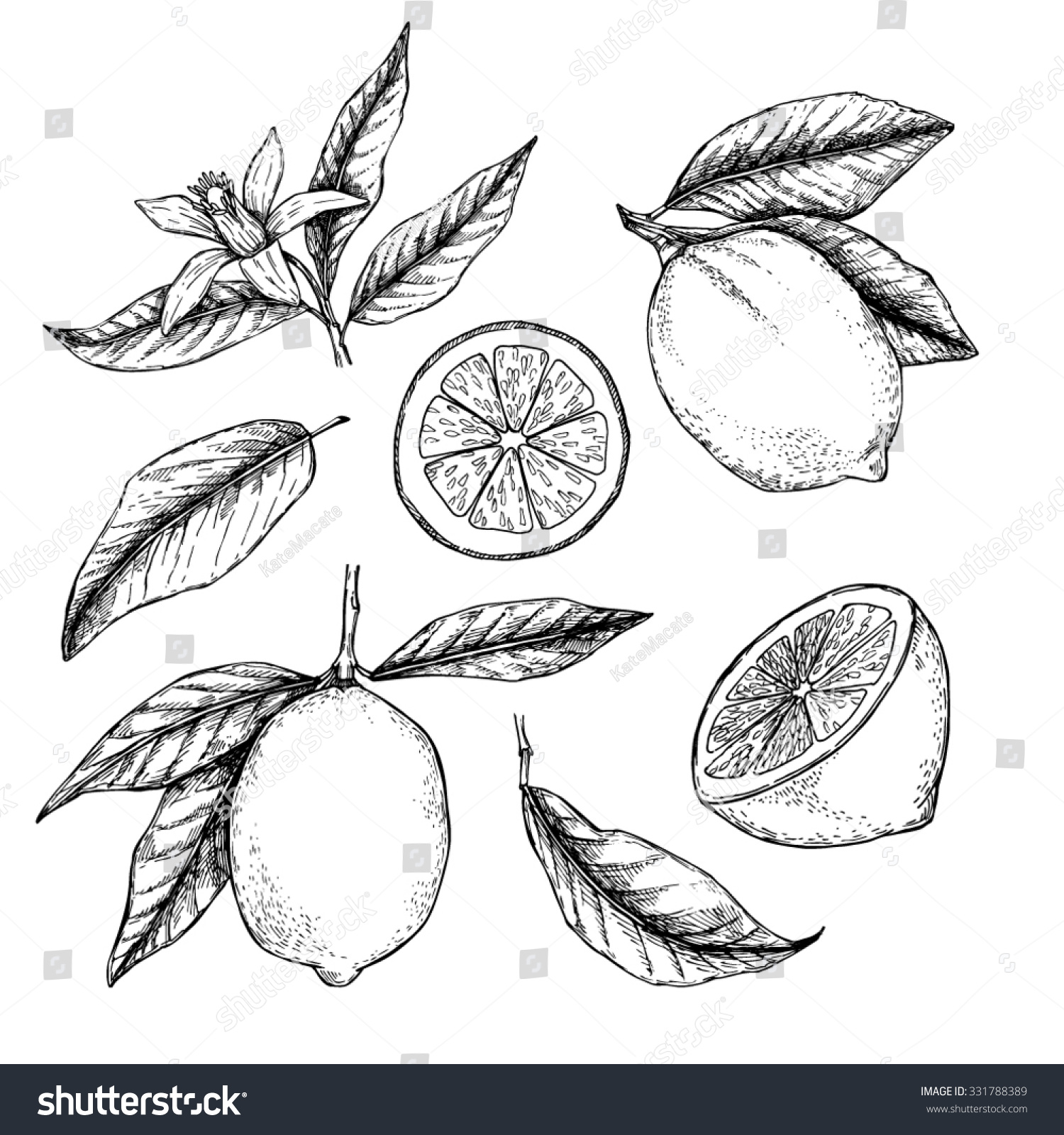 Hand drawn vector illustration - Collections of Lemons. Blossom plant with leaves #331788389