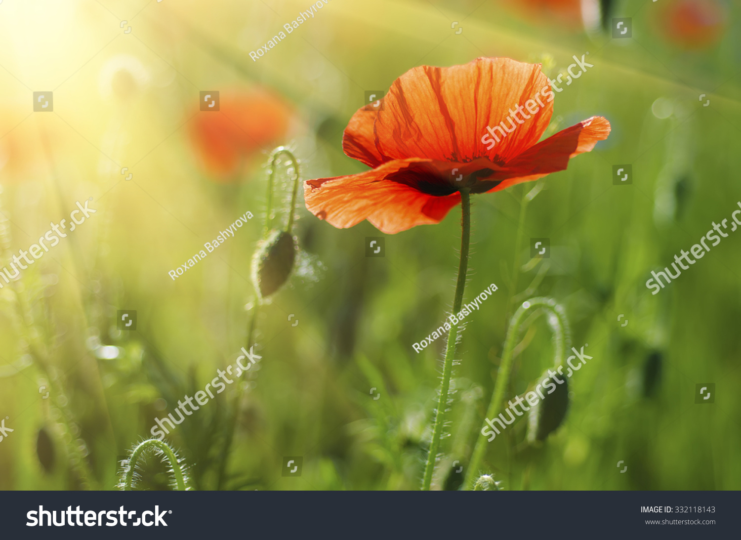 Red poppy in a green grass field with sunlight, natural floral vintage background #332118143