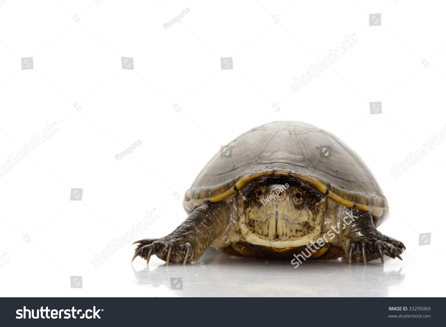 Florida mud turtle (Kinosternon subrubrum steindachneri) isolated on white background. #33295069