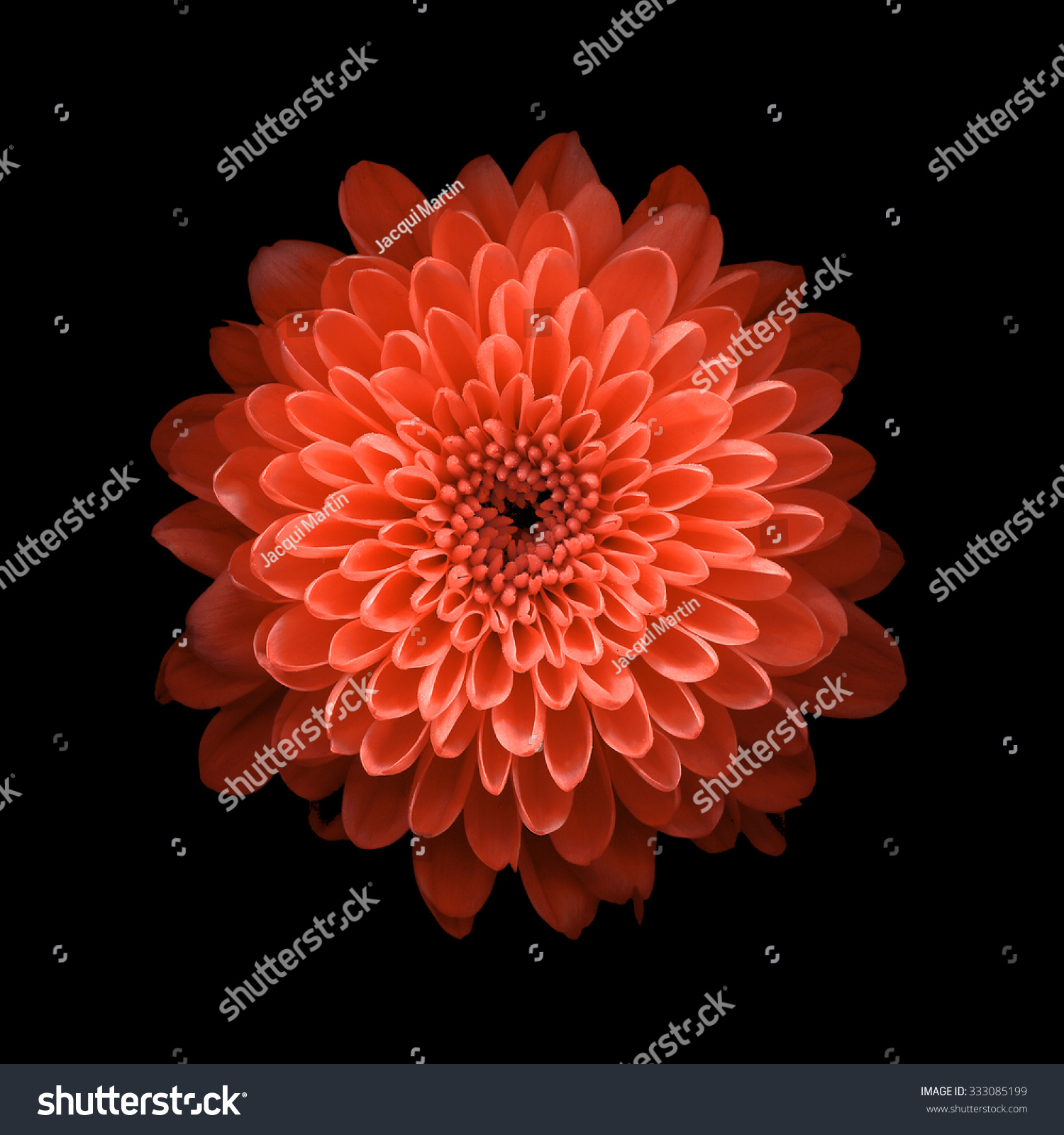 Chrysanthemum on black background #333085199