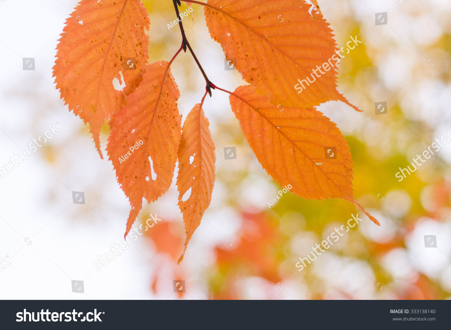 Tree branch with orange autumn leaves background, shallow depth #333138140