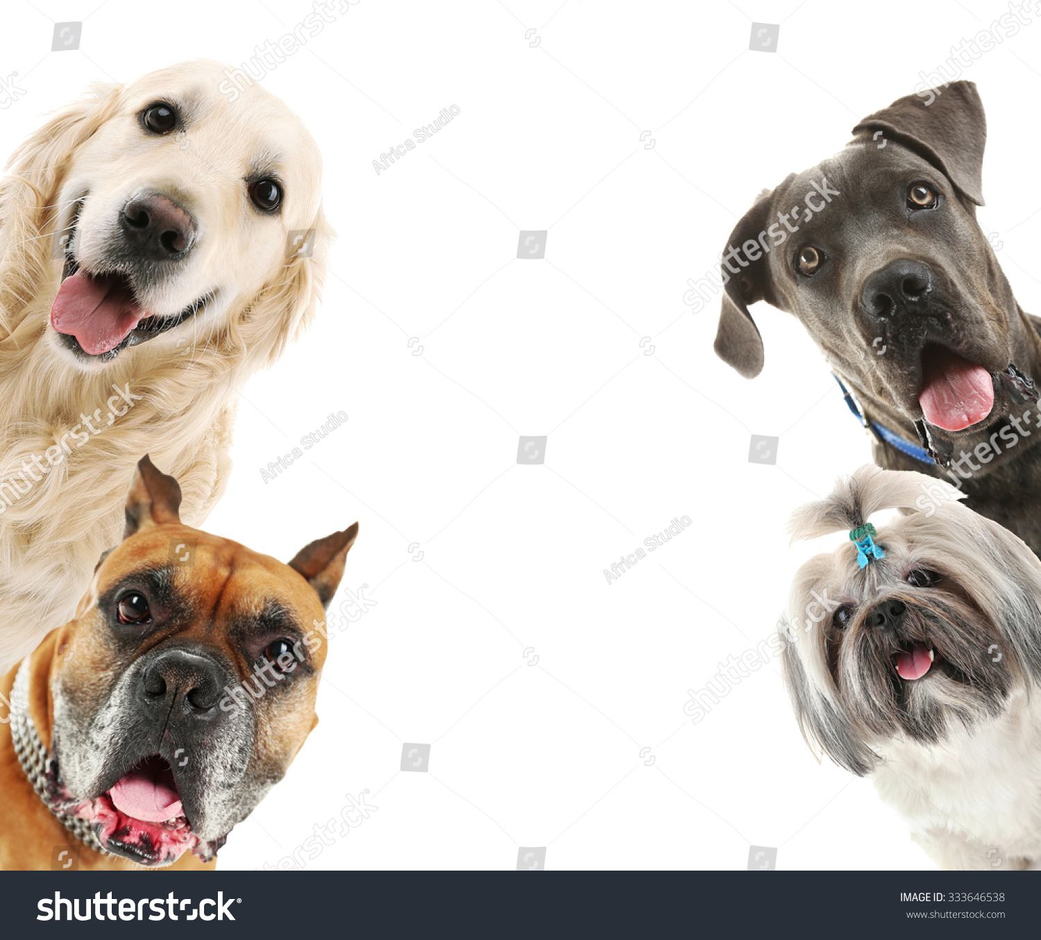 Dogs isolated on white #333646538