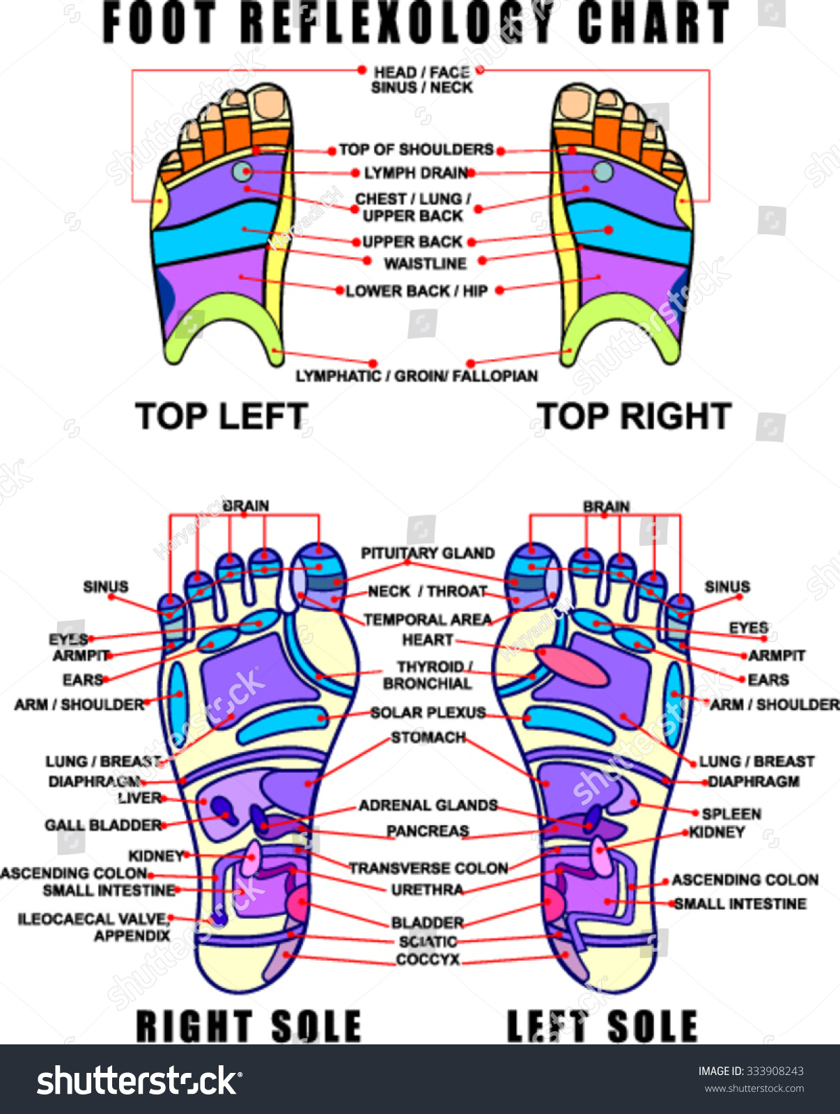 Foot Reflexology Chart With Accurate Description Royalty Free Stock Vector 333908243 