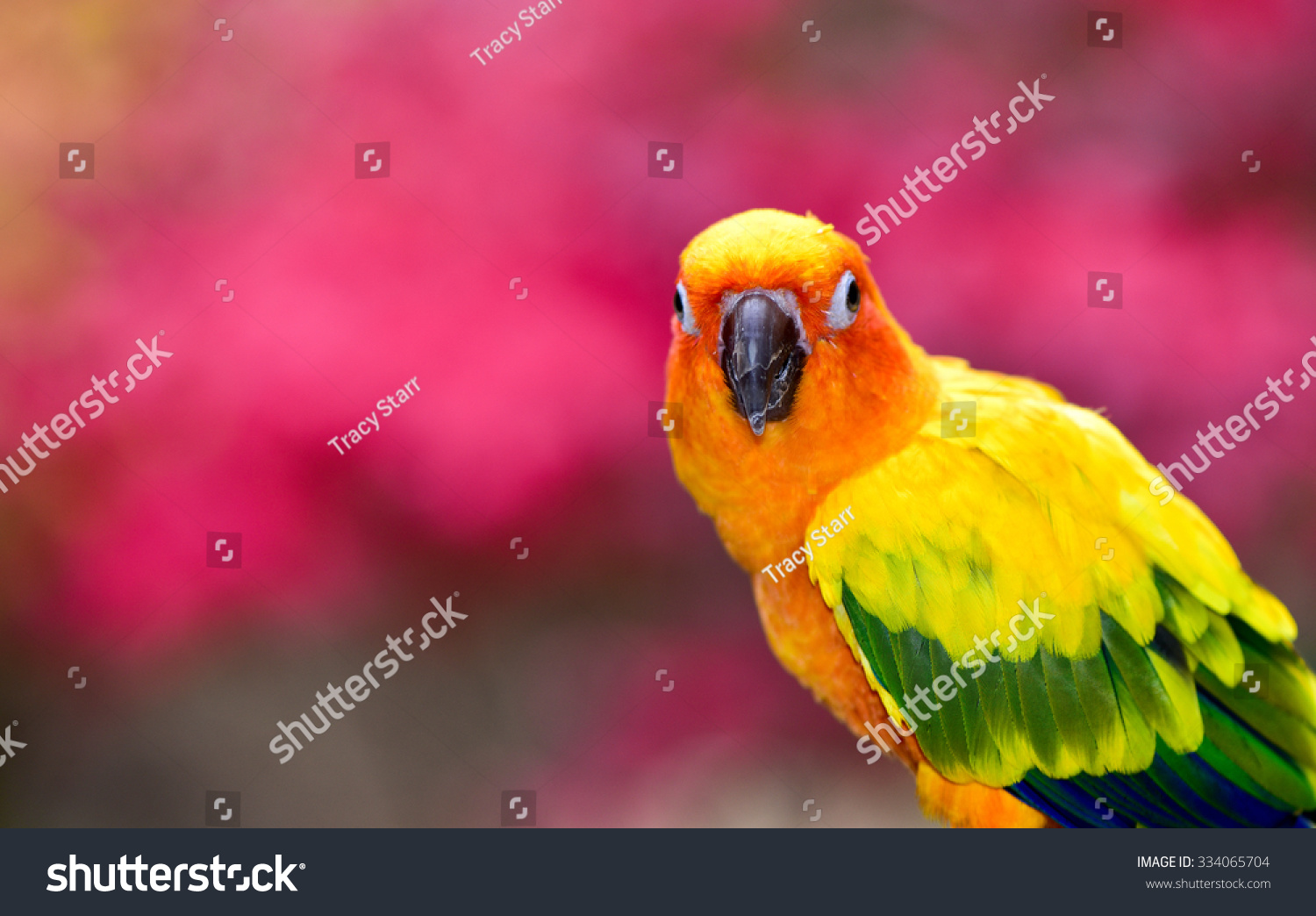 Beautiful Sun Conure. Parrot #334065704