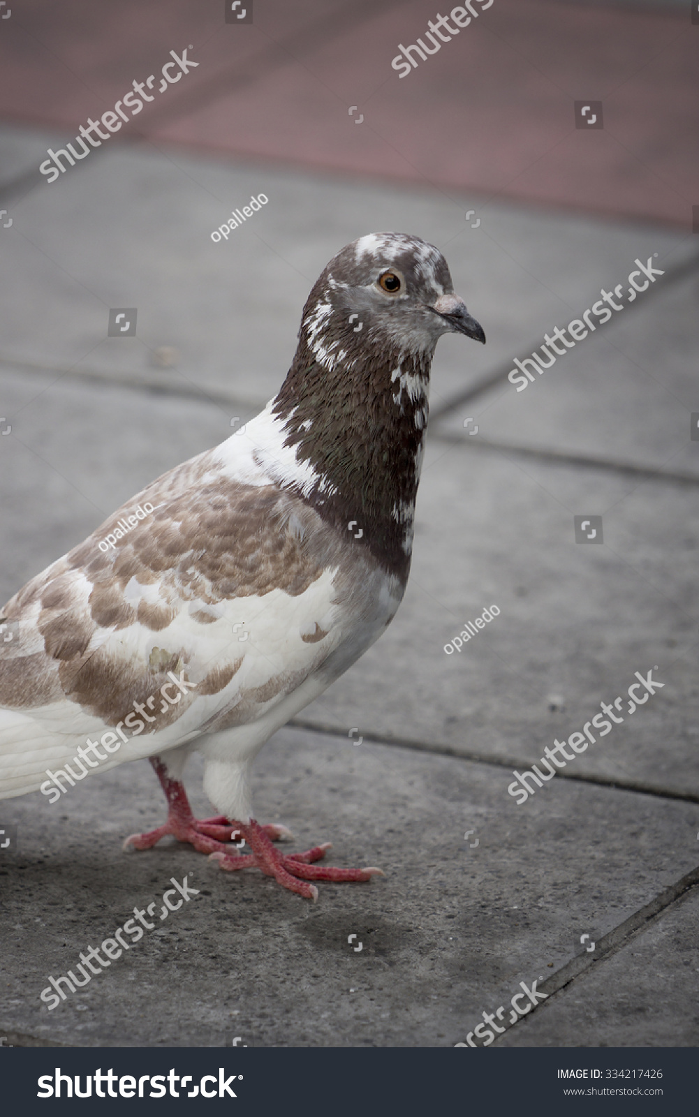 Portrait of a brown pigeon #334217426