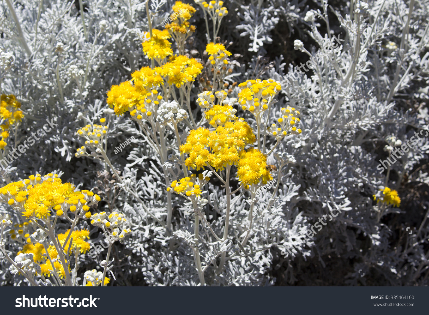 Bee On Bright Yellow Flowers Of Hardy Coastal Royalty Free Stock Photo Avopix Com Bee On Bright Yellow Flowers Of Hardy Coastal Royalty Free Stock Photo Avopix Com