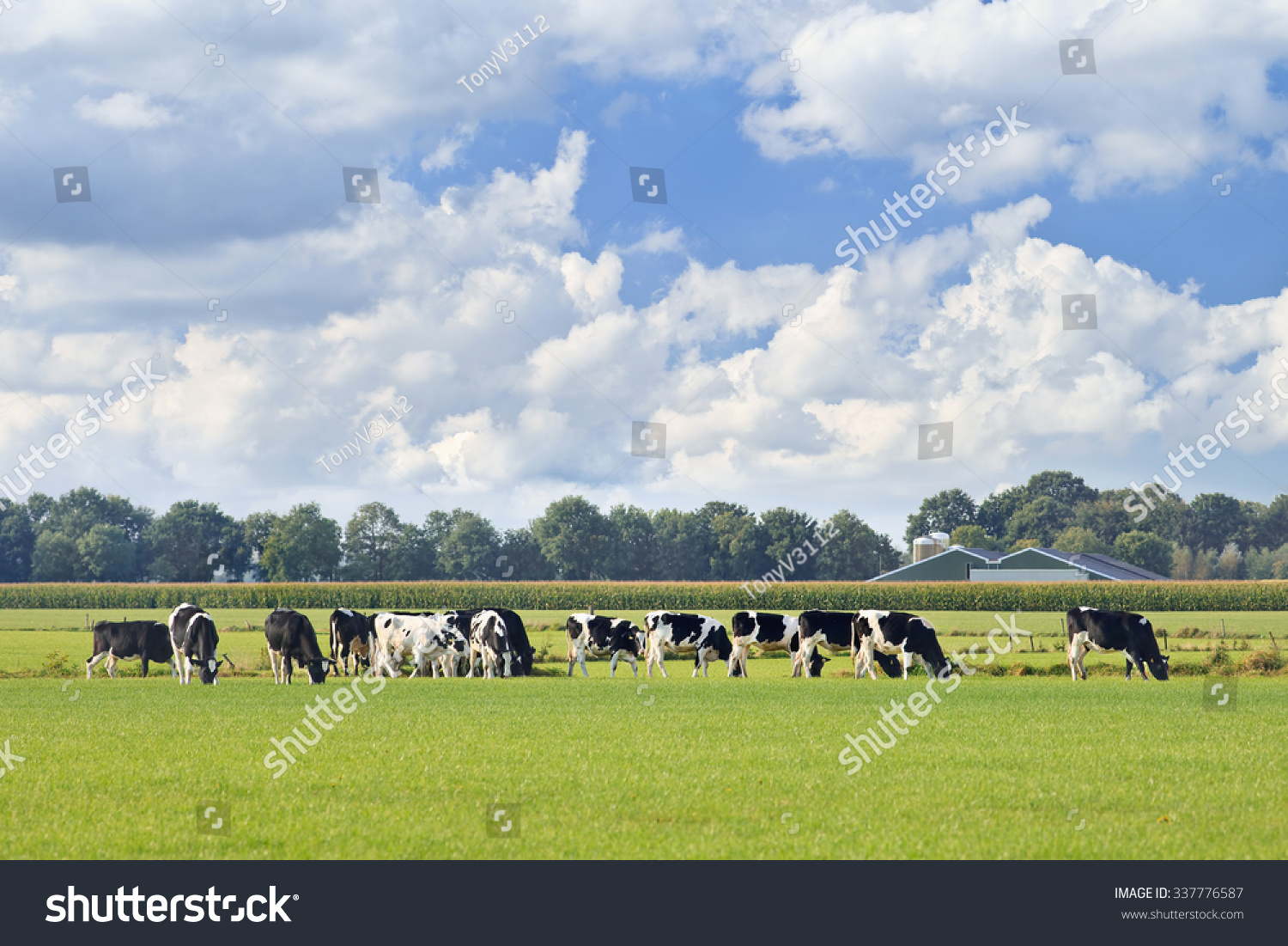 Holstein-Friesian cattle in a green meadow, cornfield and farm on background, blue sky and dramatic cloud, The Netherlands. #337776587