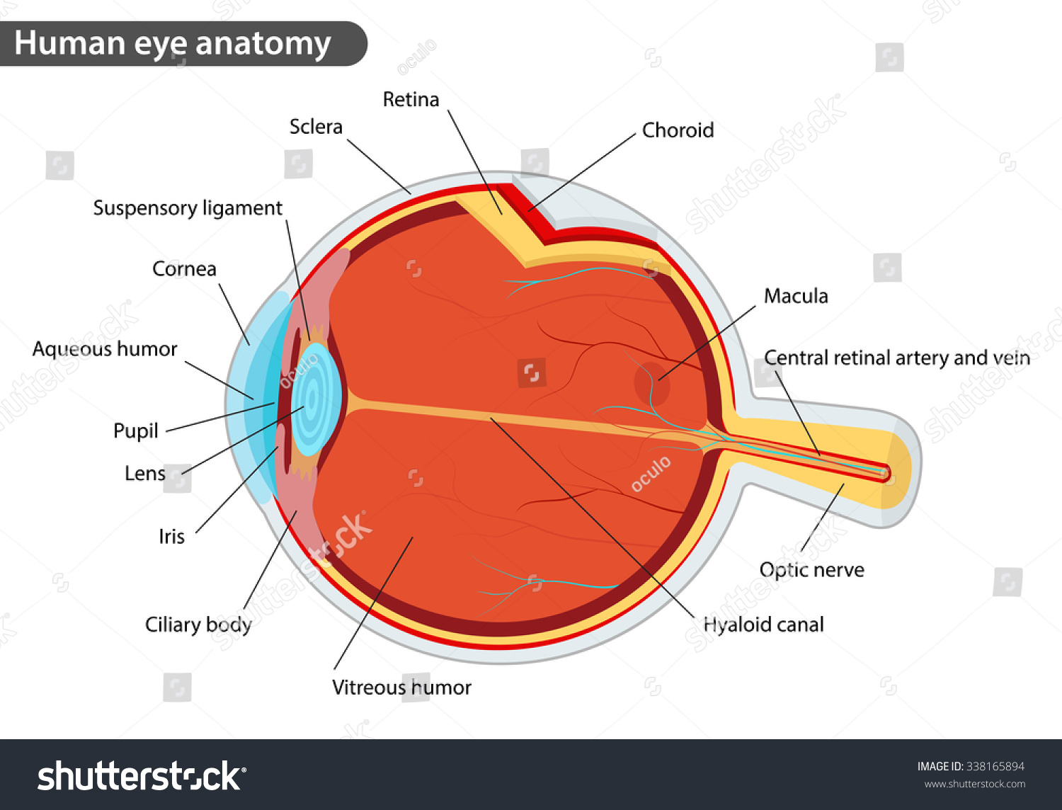 Human eye anatomy, with names - Royalty Free Stock Vector 338165894 ...