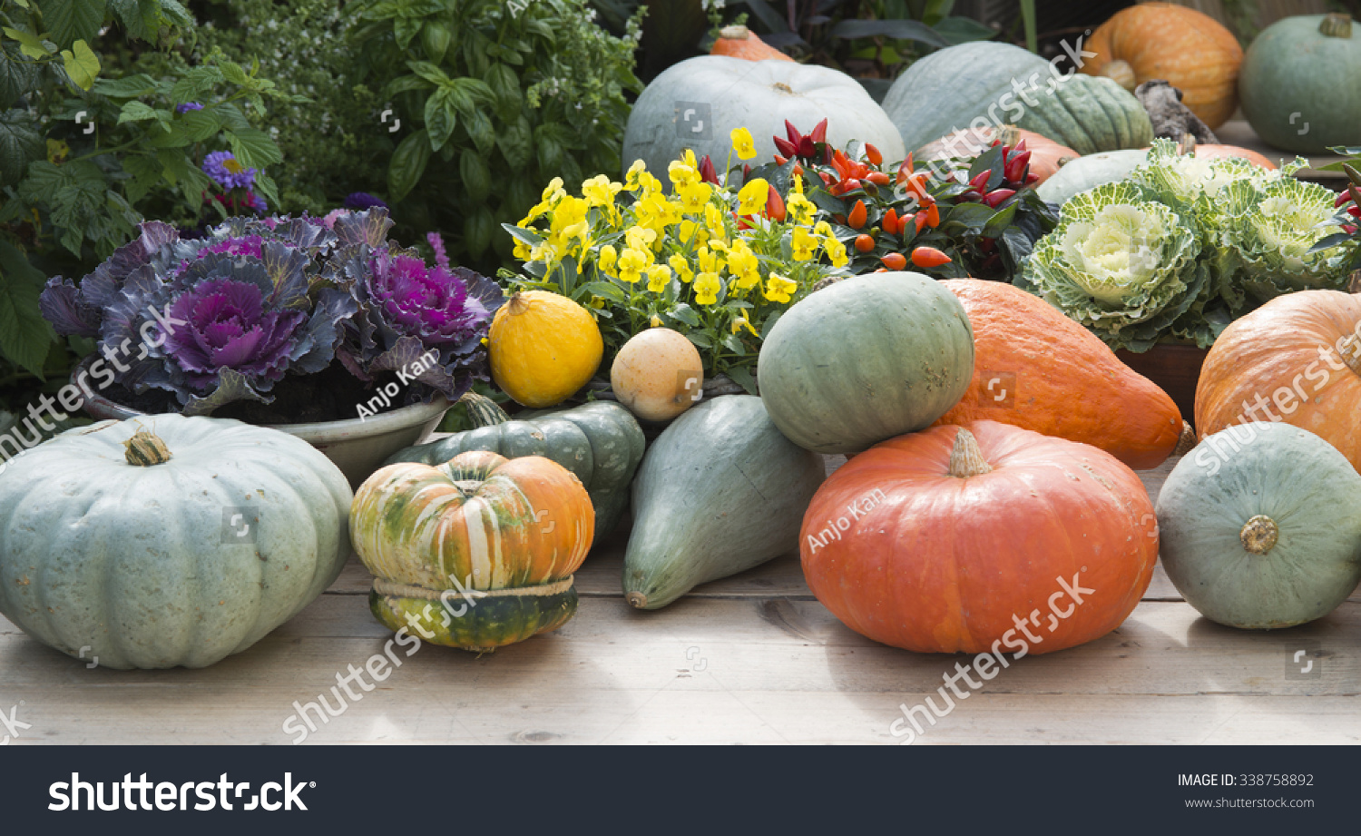 pumpkins and plants on gardentable in autumn #338758892