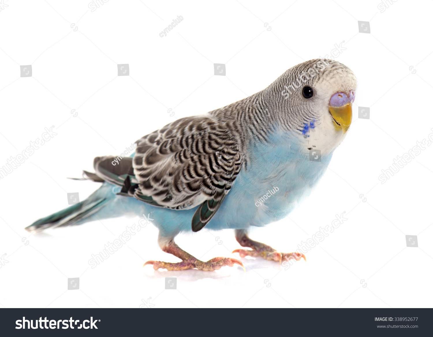 common pet parakeet in front of white background #338952677
