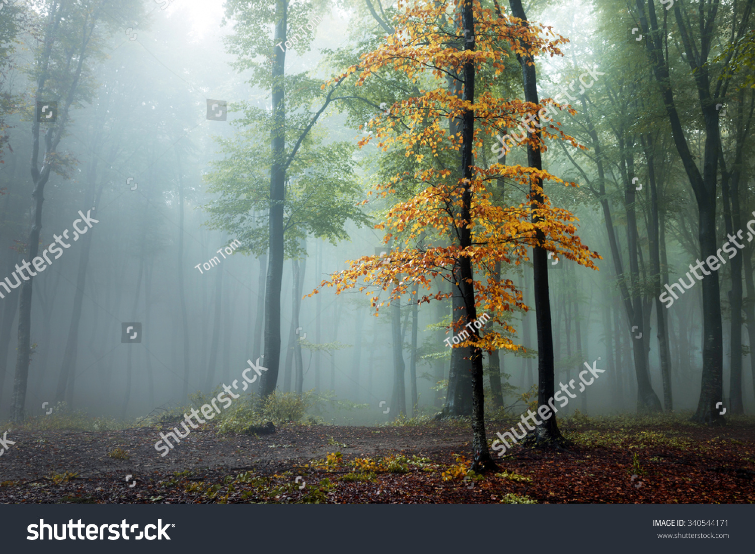 Orange tree in foggy forest #340544171
