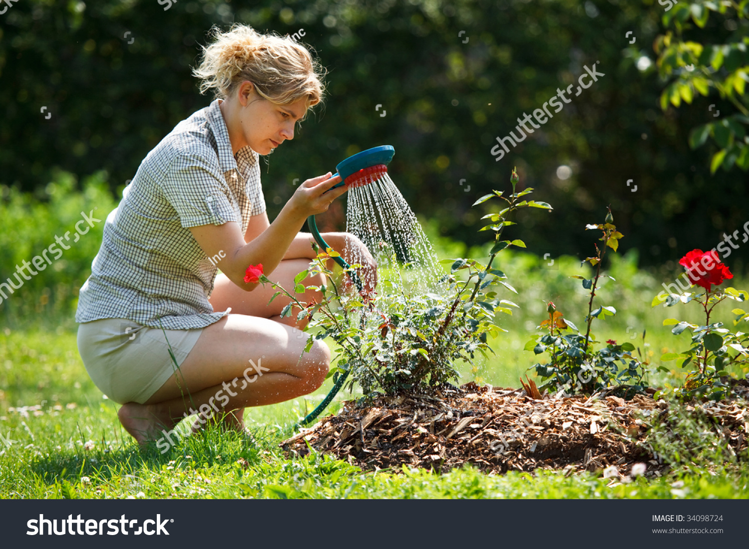 Woman watering rose plant with watering pot #34098724