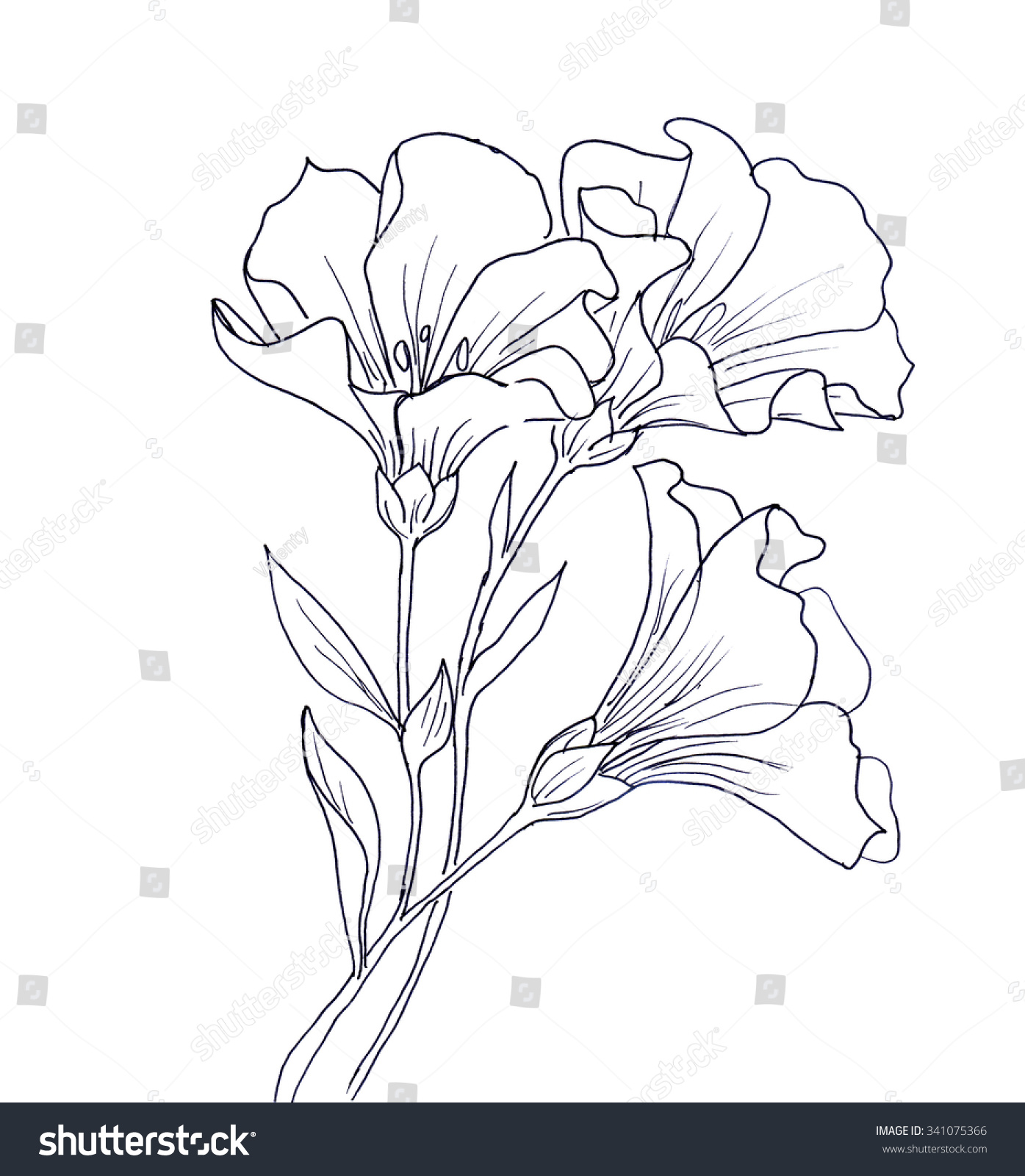 Line Ink Drawing Of Flower With Butterfly Black Royalty Free Stock Photo Avopix Com