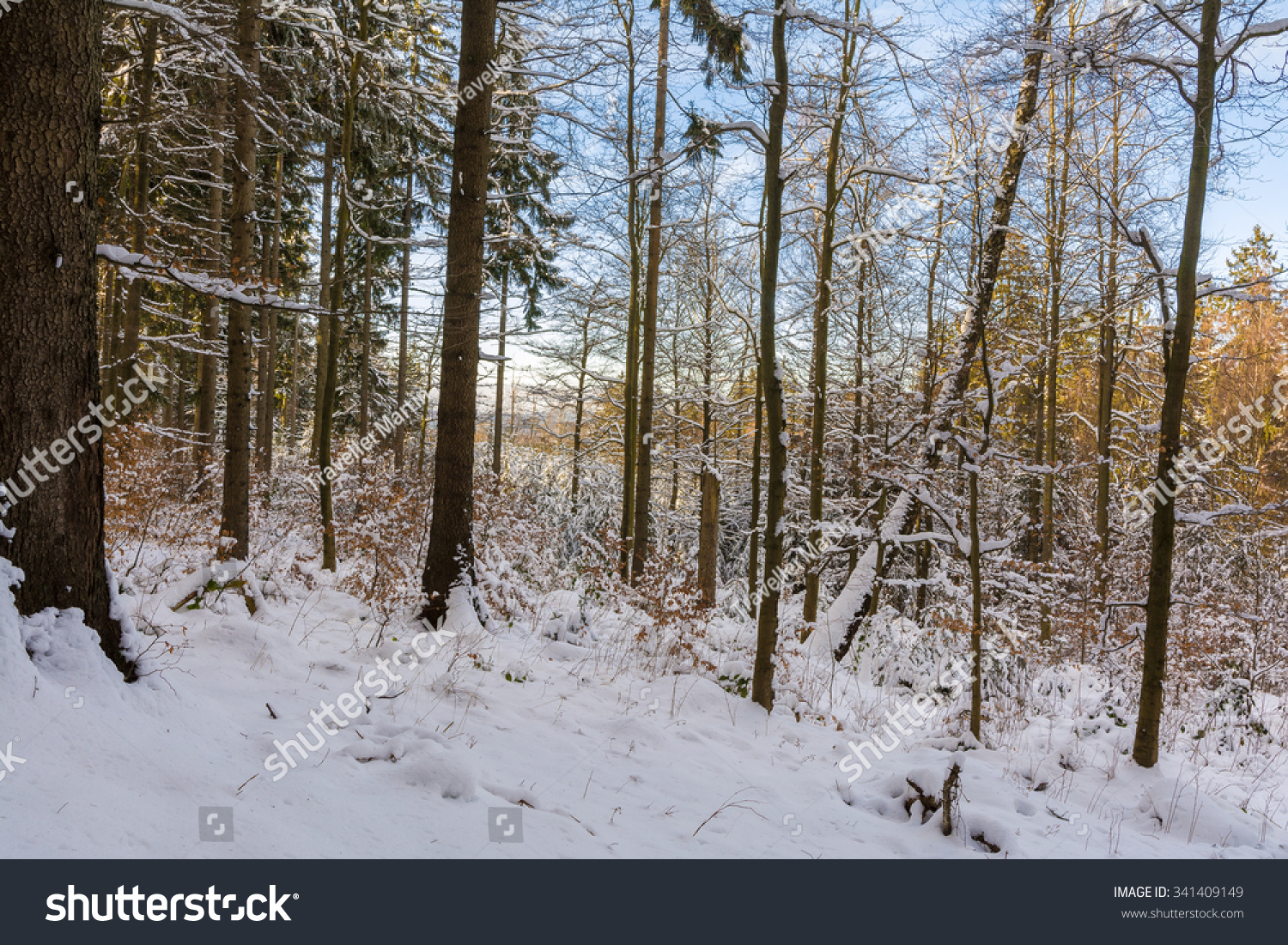 snowy forest in the Harz Mountains of Germany #341409149