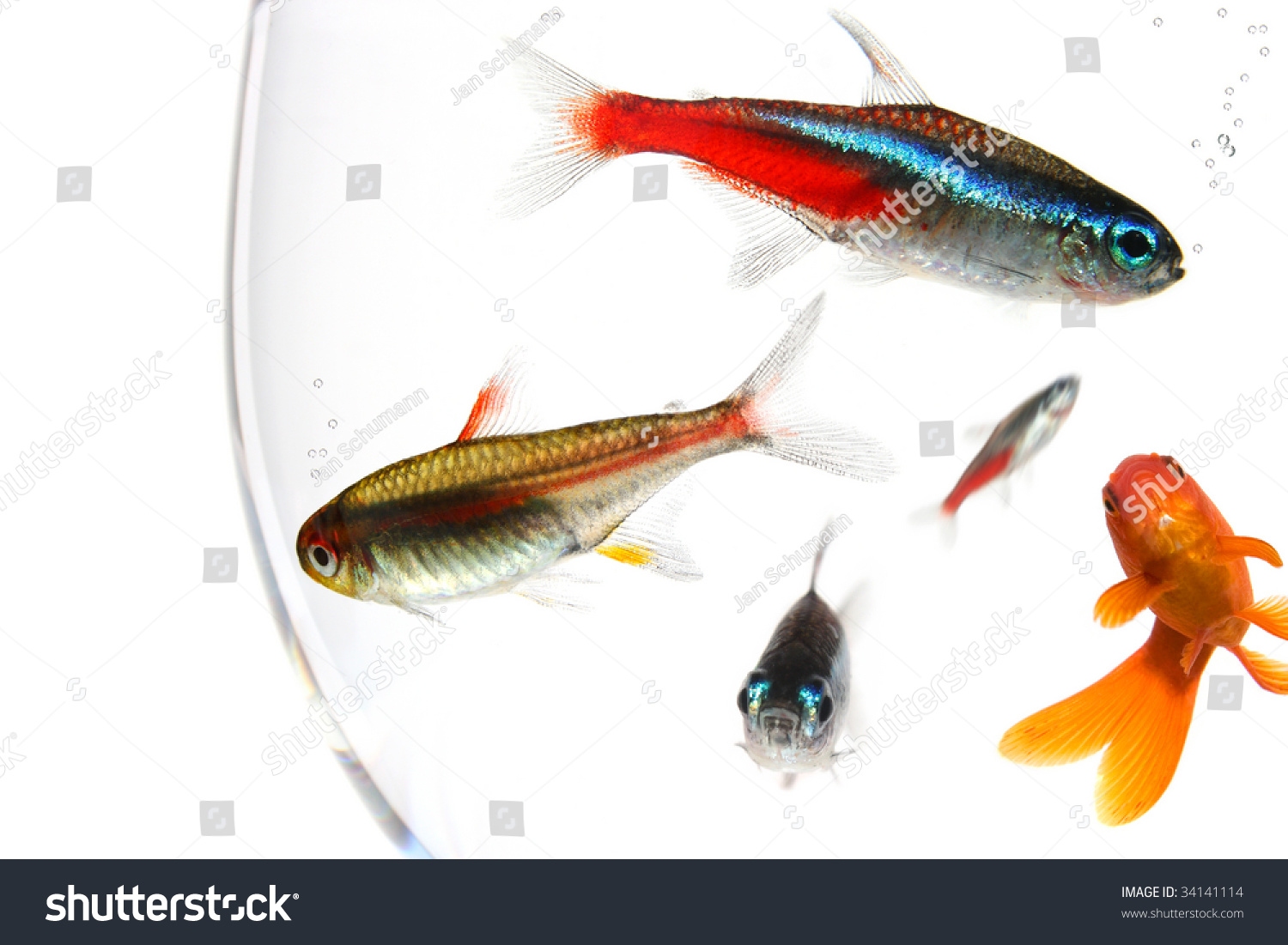 many fishes in a too small bowl #34141114