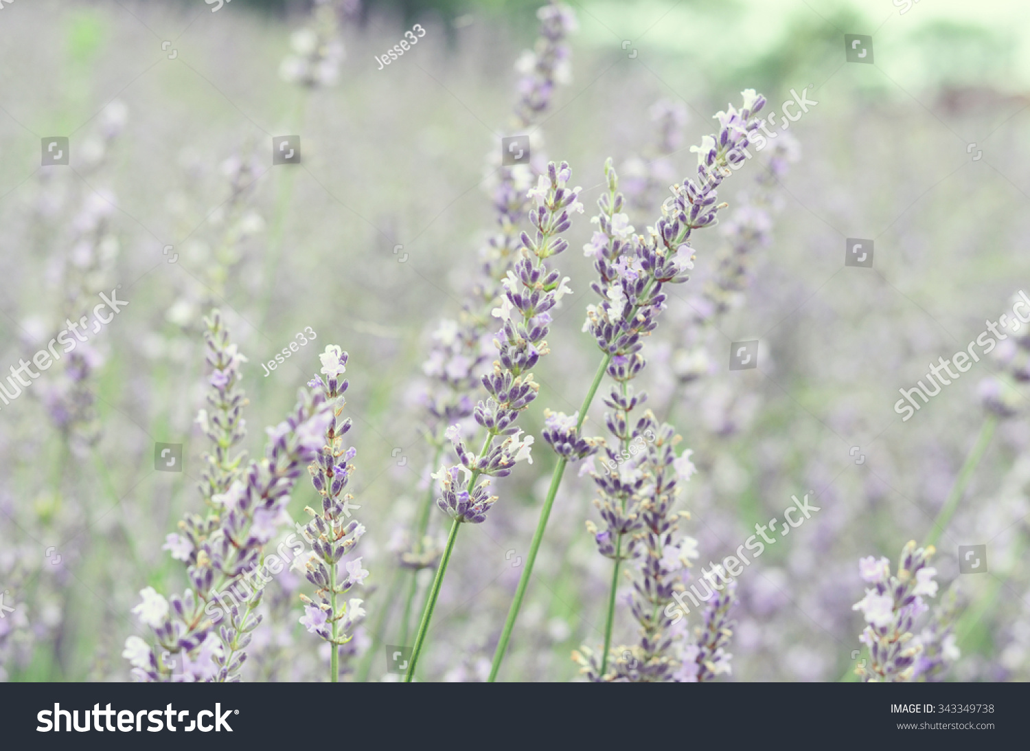 Dreamy Lavender #343349738