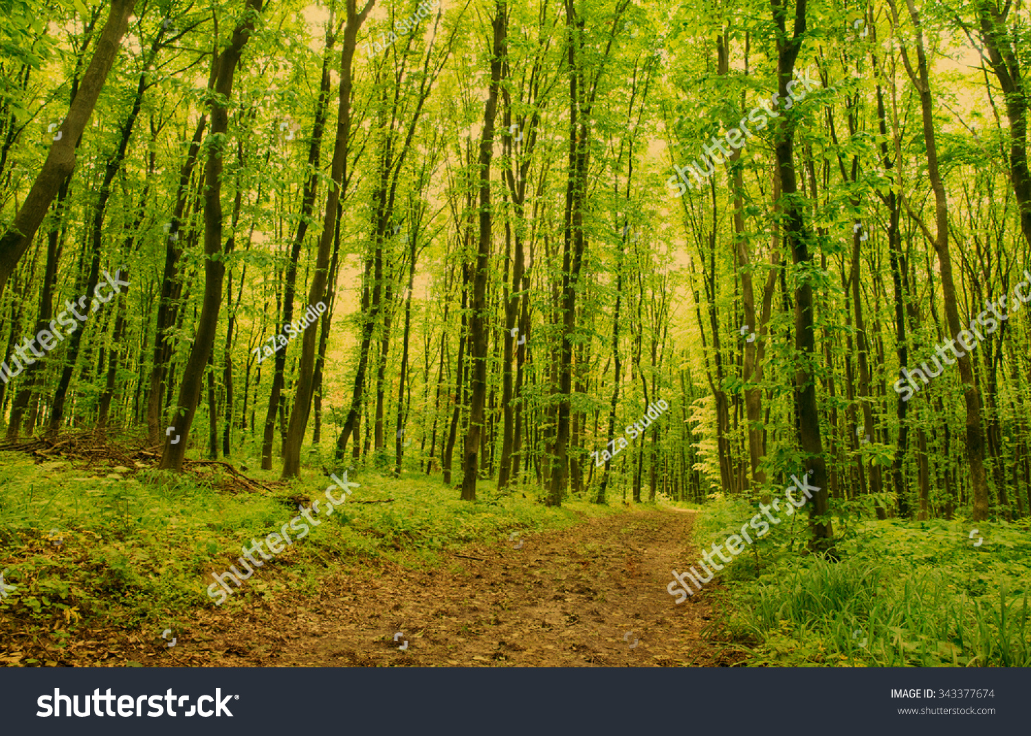 Forest background #343377674
