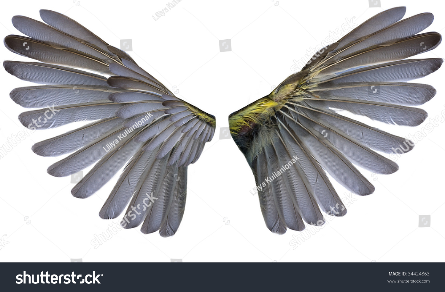 two wings isolated on white background #34424863