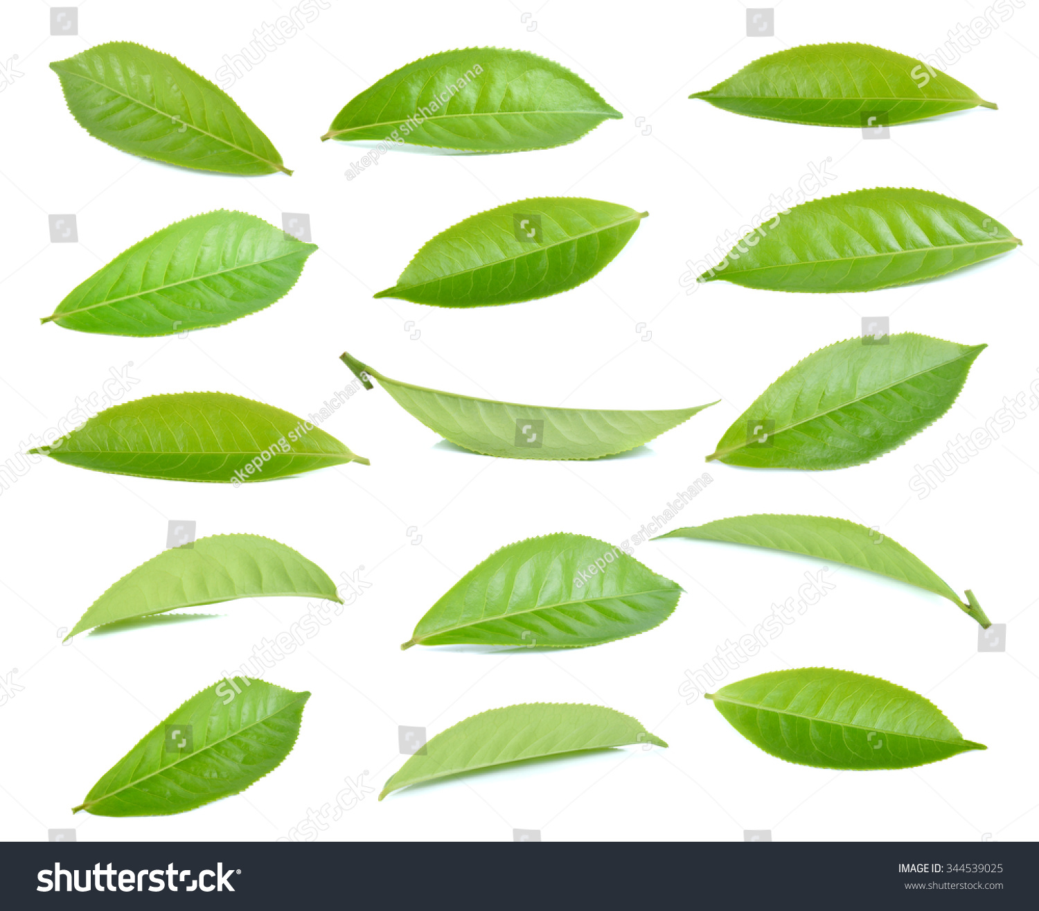 green tea leaf isolated on white background #344539025