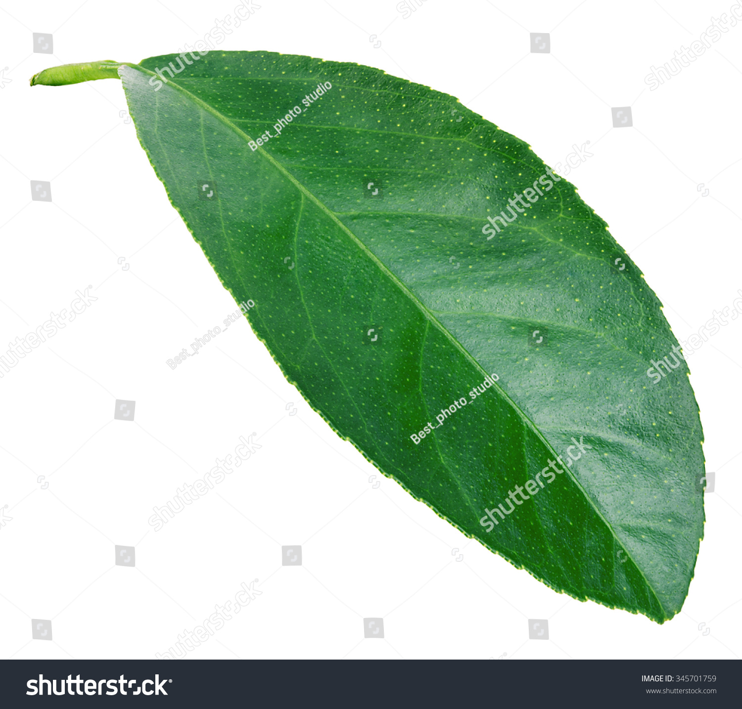 Leaf lemon citrus isolated on white background. #345701759