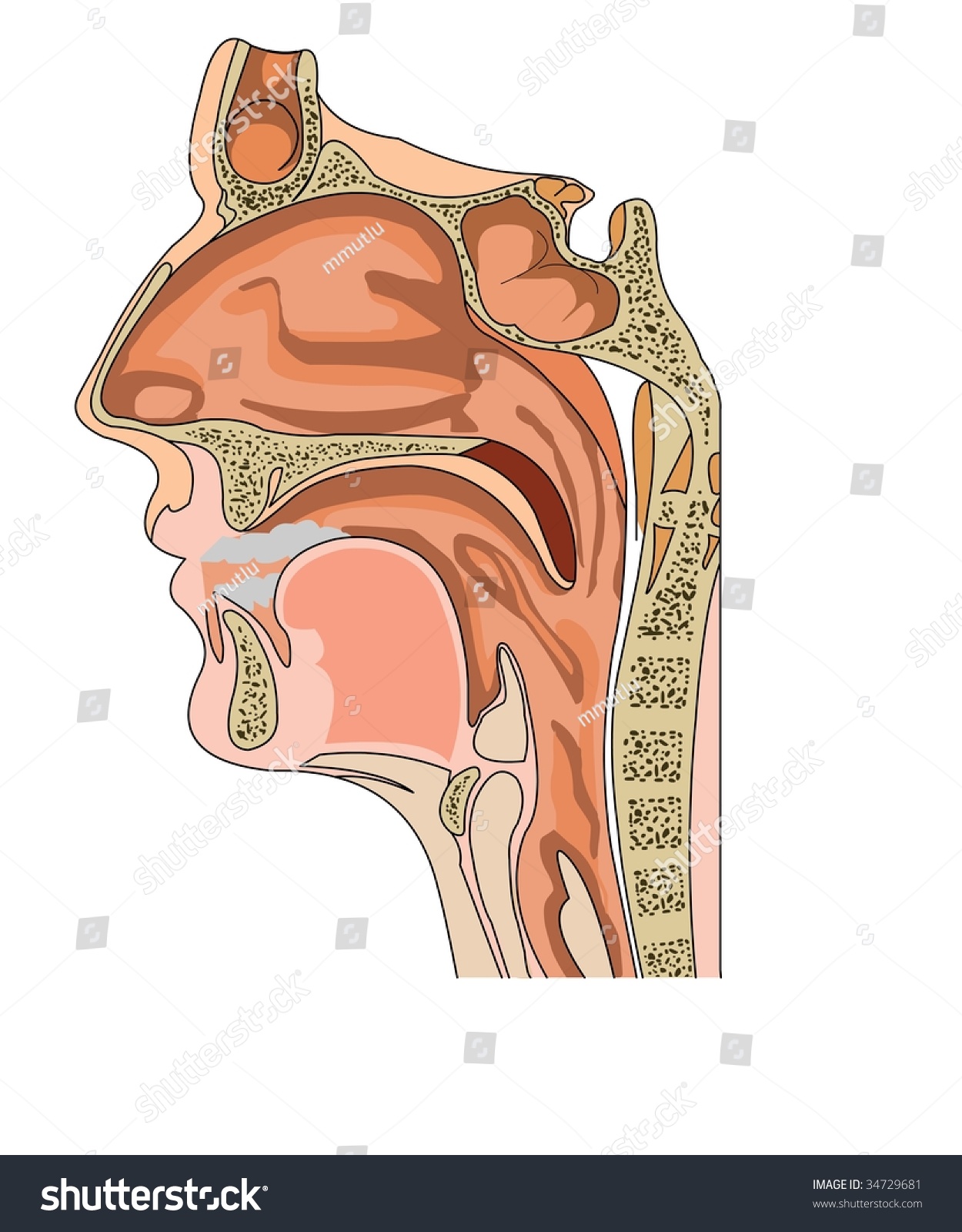 Anatomy of the nose and throat - Royalty Free Stock Vector 34729681 ...