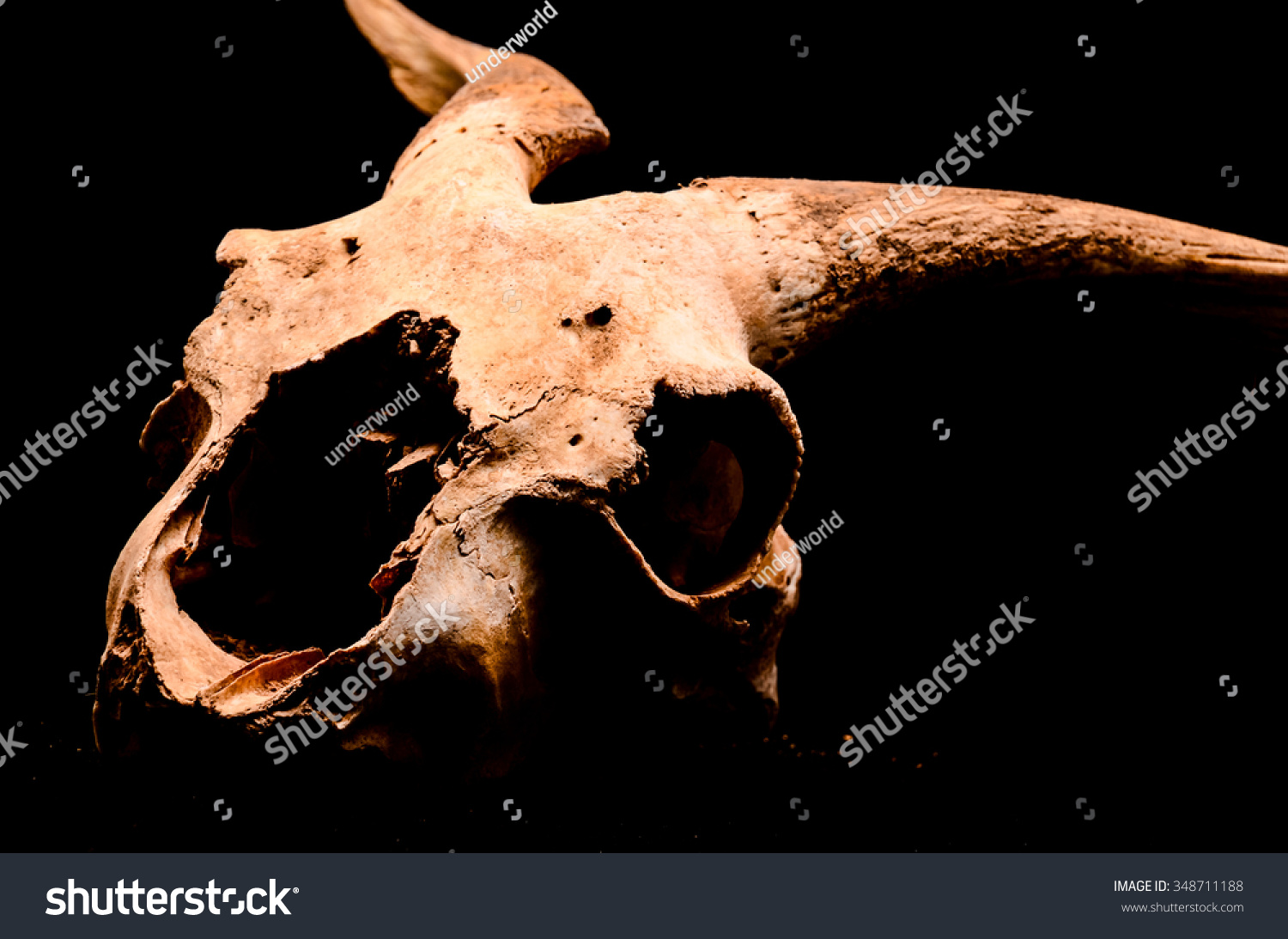 Dry Goat Skull with Big Horns on Black Background #348711188