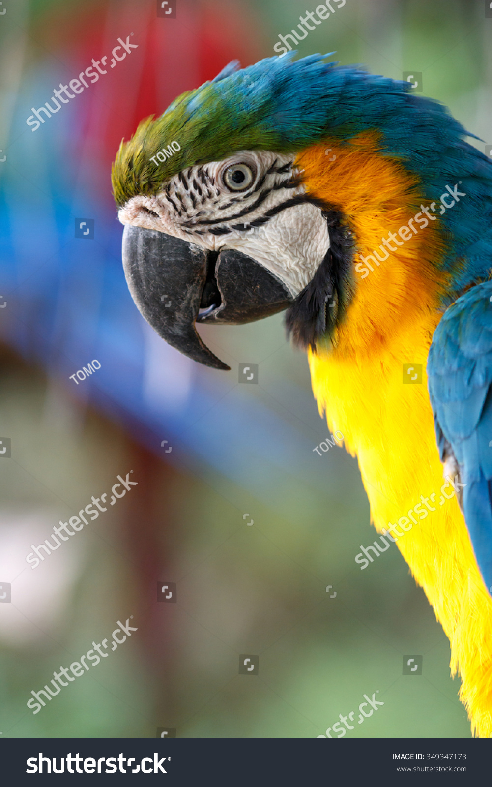 Blue-and-yellow Macaw  #349347173