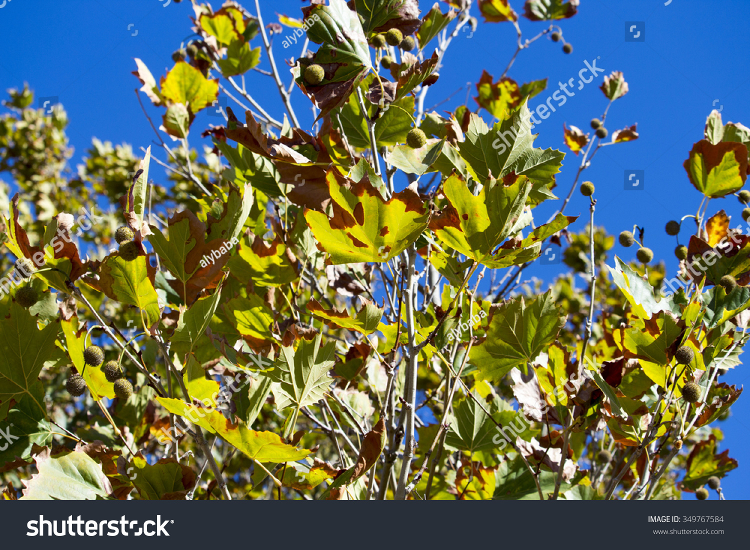 Brilliant  yellow , brown and green  sycamore Platanus occidentalis    foliage of deciduous trees in autumn   add color to the garden and park land scape as the leaves fall carpeting the ground below. #349767584
