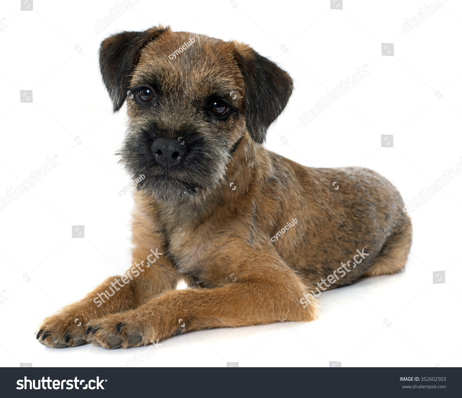 purebred border terrier in front of white background #352602503