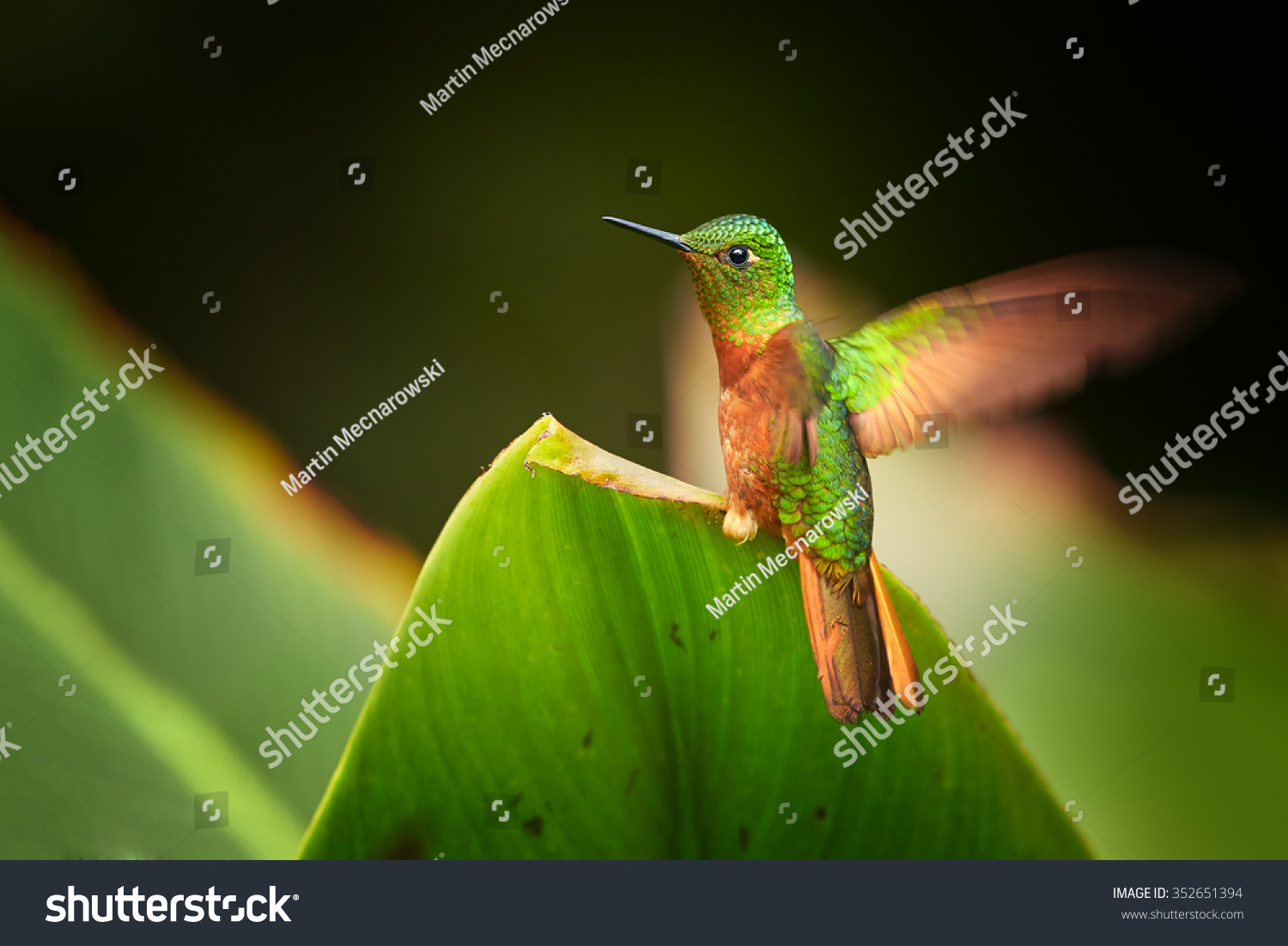 Colorful rufous and shining green hummingbirds Boissonneaua matthewsii Chestnut-breasted Coronet landing on top of green leaf ,outstretched wings, staring to camera.  Blurred dark green background.   #352651394