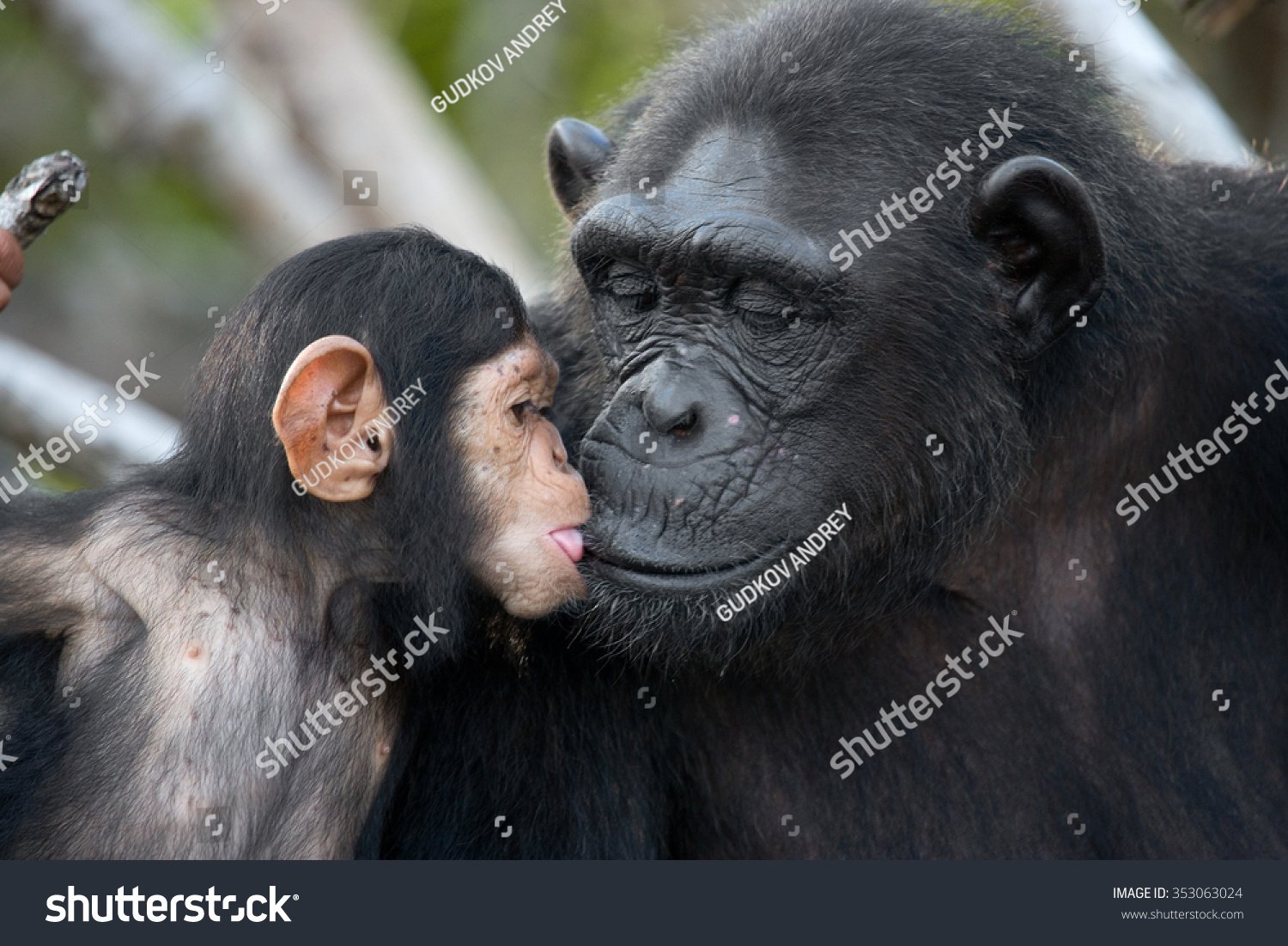 A female chimpanzee with a baby on mangrove trees. Republic of the Congo. Conkouati-Douli Reserve. An excellent illustration. #353063024