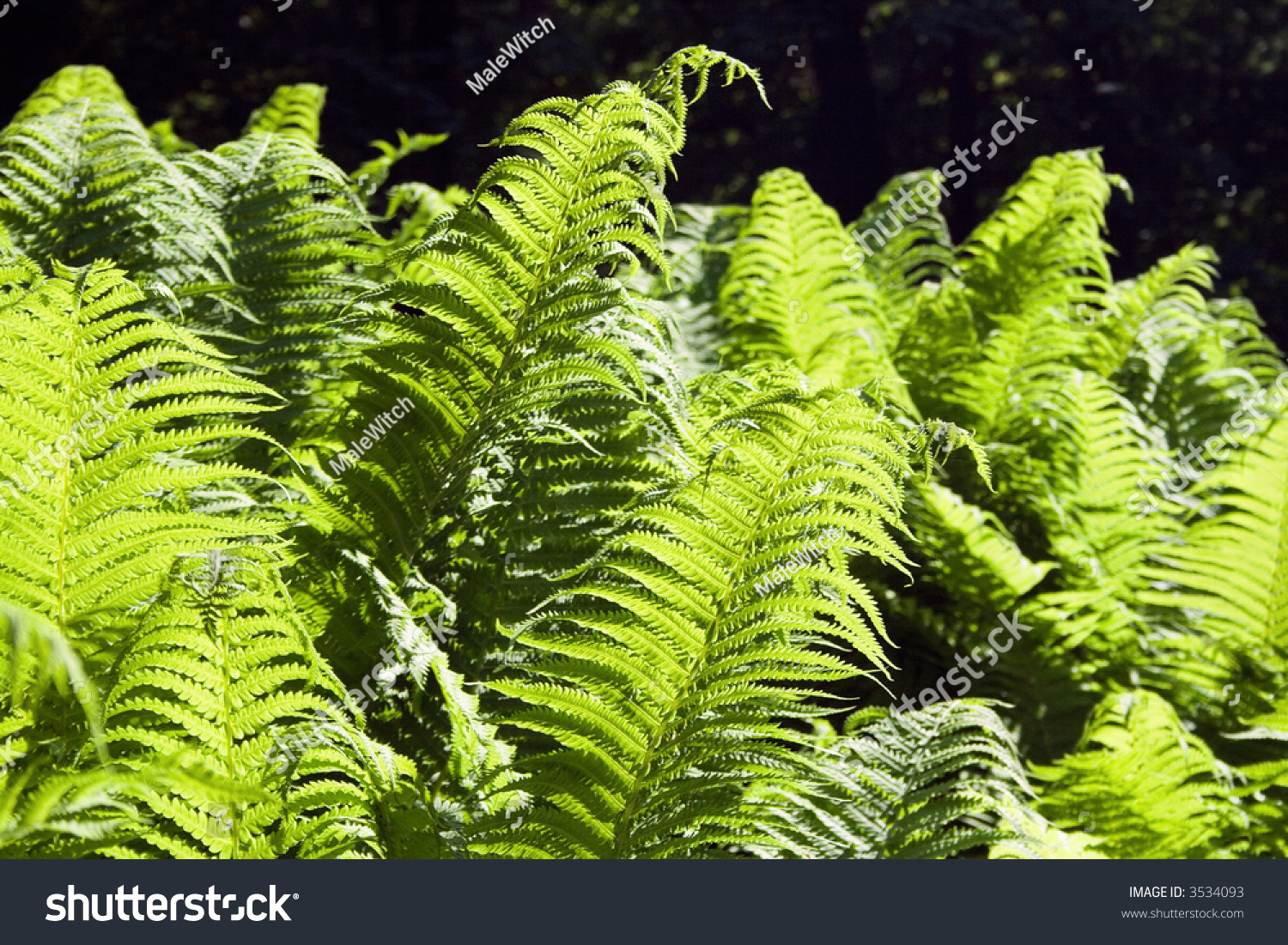 Back lit leaves of a fern #3534093