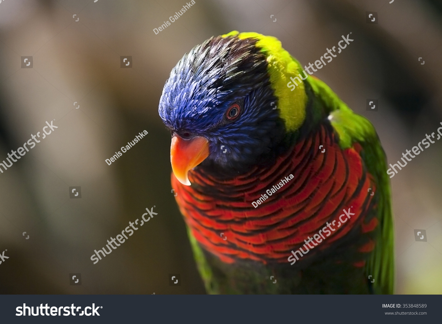 Lory parrot at the zoo #353848589