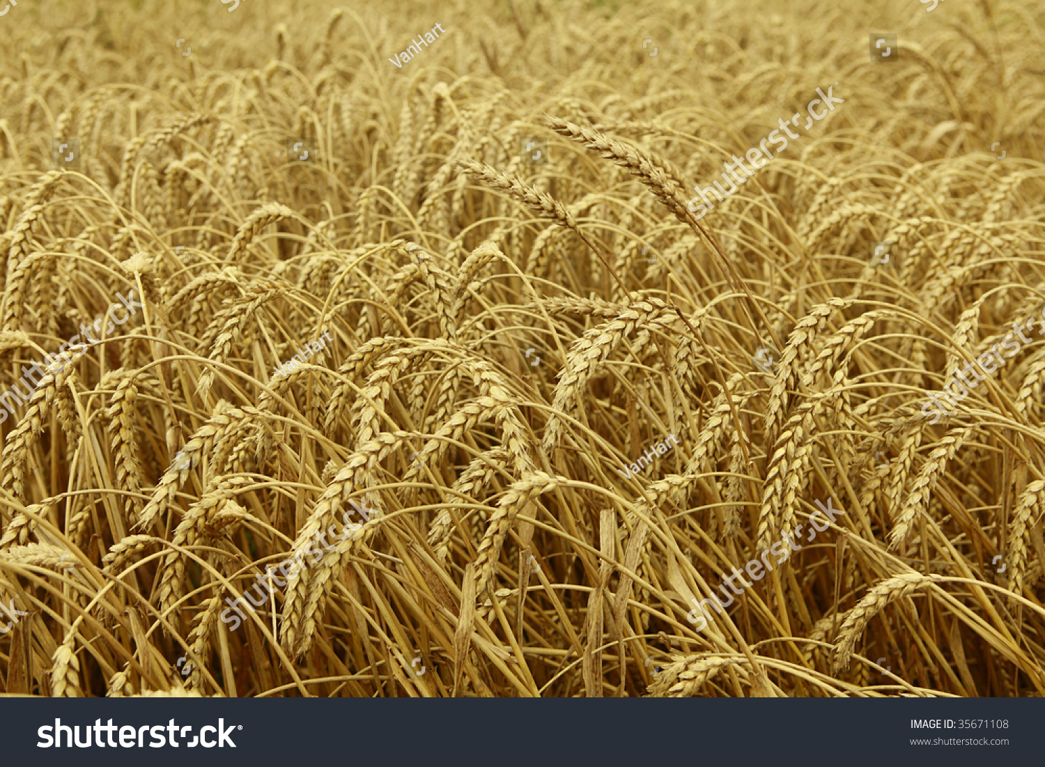 Wheat ready to be harvested #35671108