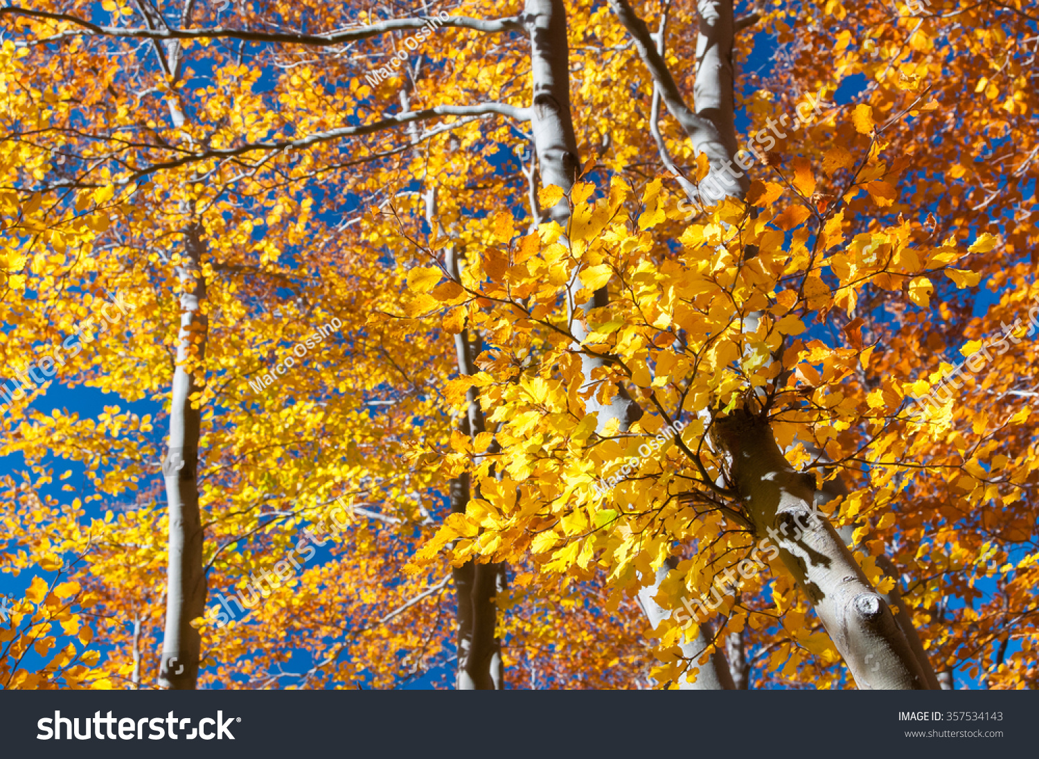 Beech tree leaves of Mount Etna during fall season #357534143